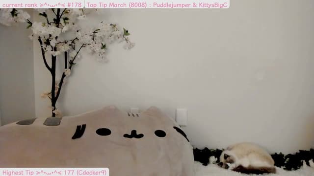 Gallery image thumbnail from Kitty's myfreecams stream on, 04/01/2025, 06:06 image 6 of 20
