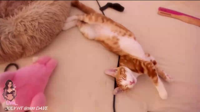 Gallery image thumbnail from LivM_'s myfreecams stream on, 07/19/2026, 09:01 image 16 of 20