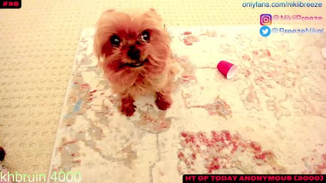 Gallery image thumbnail from Not_N's myfreecams stream on, 08/10/2023, 02:57 image 1 of 20