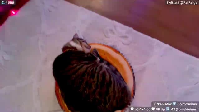 Gallery image thumbnail from Reige's myfreecams stream on, 07/09/2026, 09:55 image 5 of 20