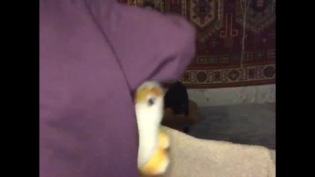 Gallery image thumbnail from Sia_A's myfreecams stream on, 12/28/2024, 21:49 image 12 of 20