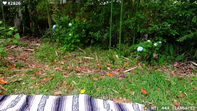 Gallery image thumbnail from el_xo's myfreecams stream on, 05/03/2025, 20:51 image 17 of 20