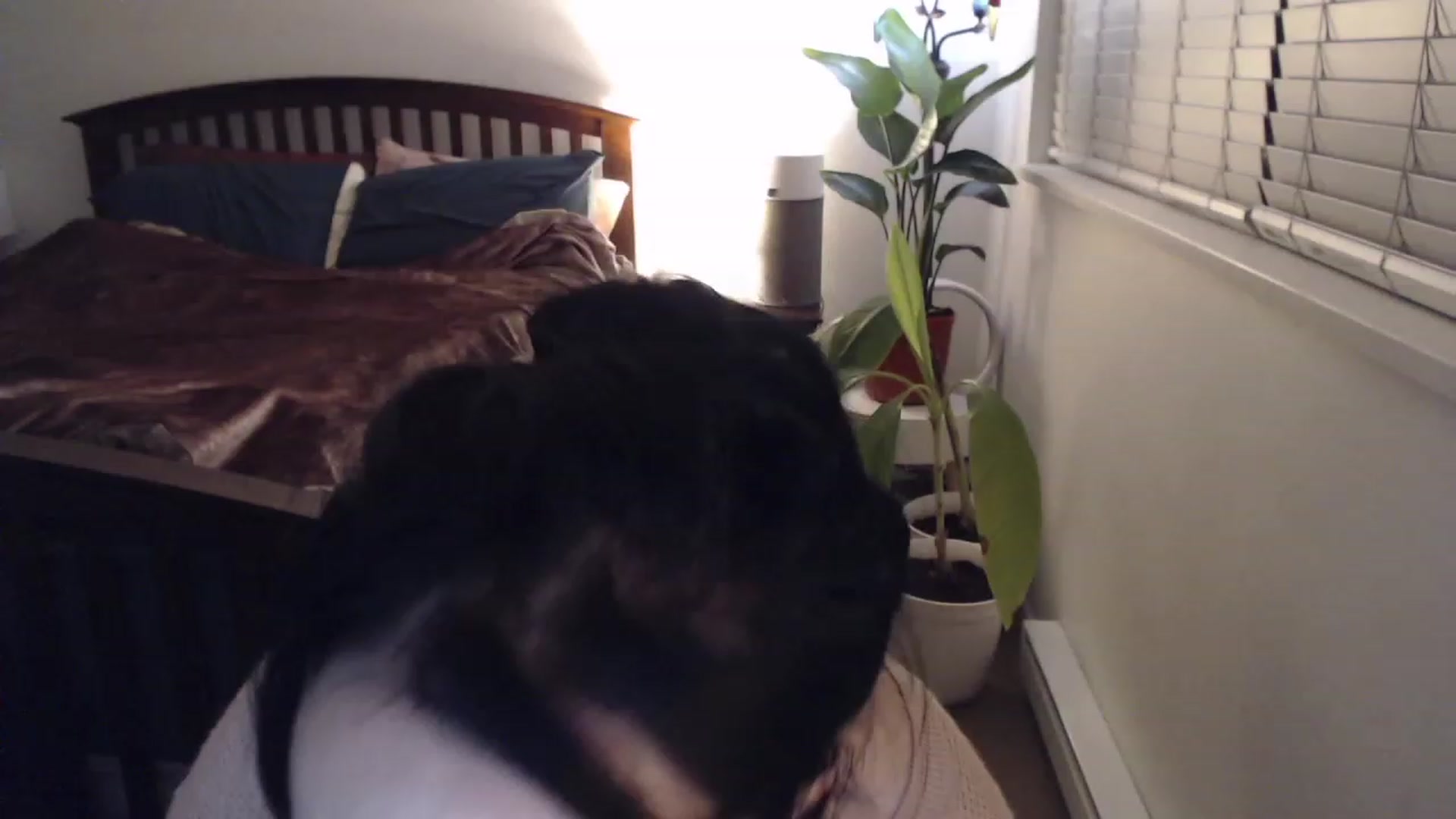 Gallery image thumbnail from AAAAAGHHHHHHH's myfreecams stream on, 01/12/2023, 04:26 image 9 of 20