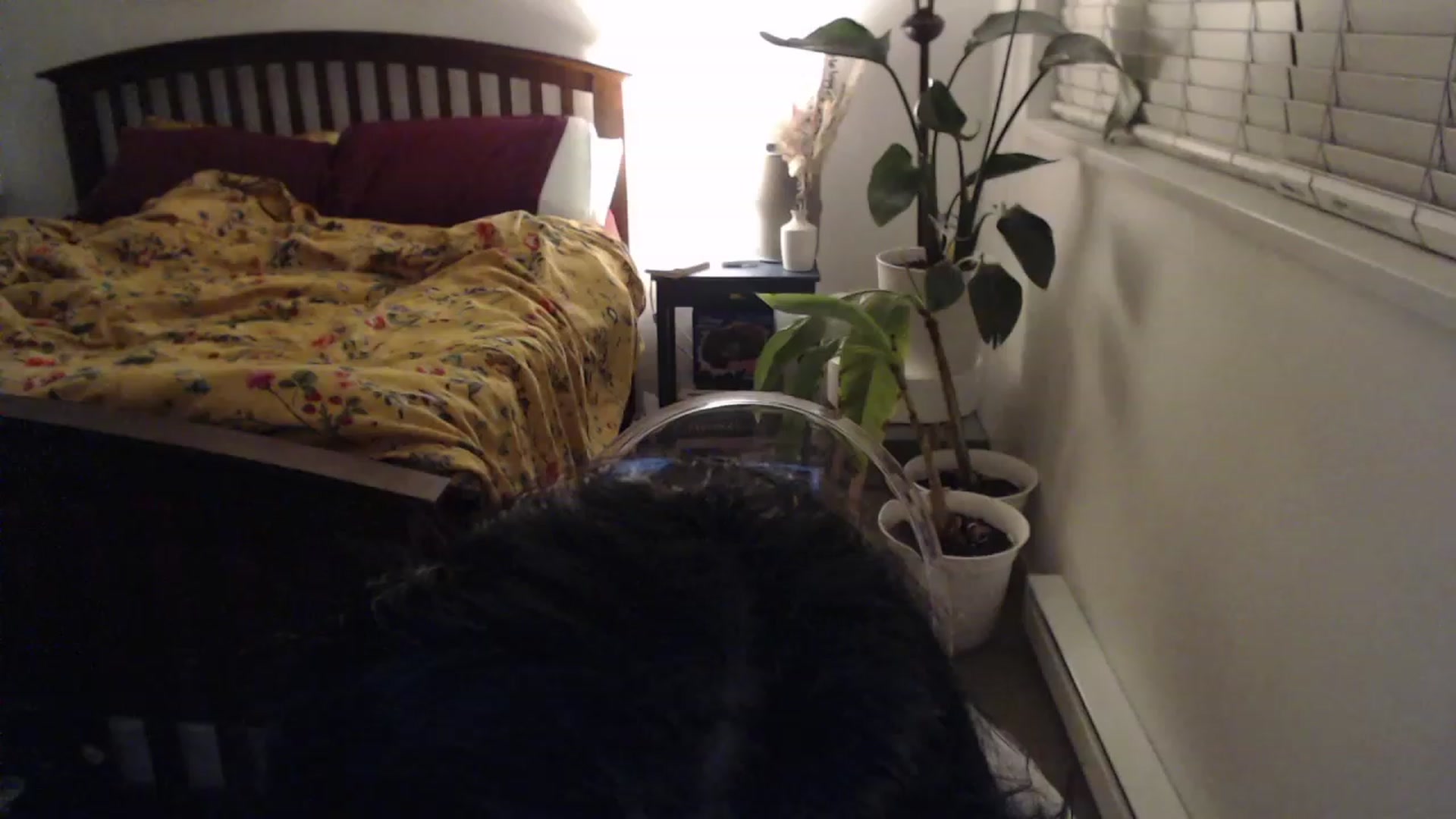 Gallery image thumbnail from AAAAAGHHHHHHH's myfreecams stream on, 09/21/2023, 04:22 image 2 of 20