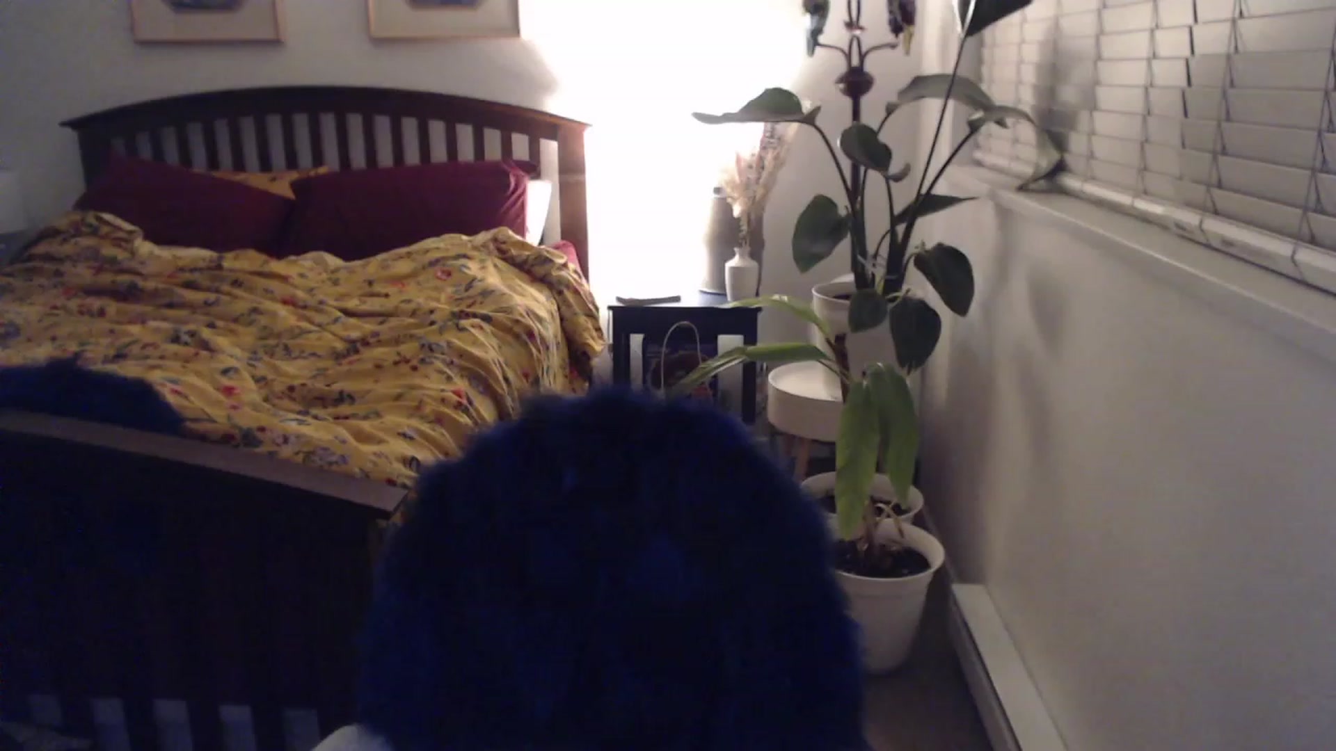 Gallery image thumbnail from AAAAAGHHHHHHH's myfreecams stream on, 11/20/2023, 03:25 image 5 of 20