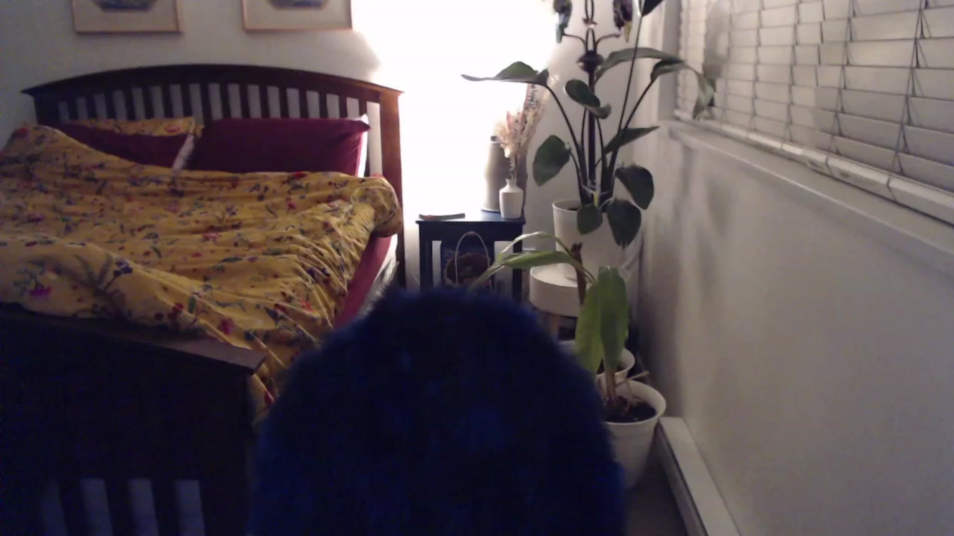 Gallery image thumbnail from AAAAAGHHHHHHH's myfreecams stream on, 12/14/2023, 04:47 image 14 of 20