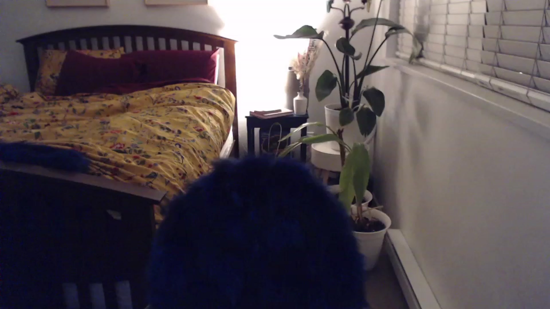 Gallery image thumbnail from AAAAAGHHHHHHH's myfreecams stream on, 12/28/2023, 04:14 image 18 of 20