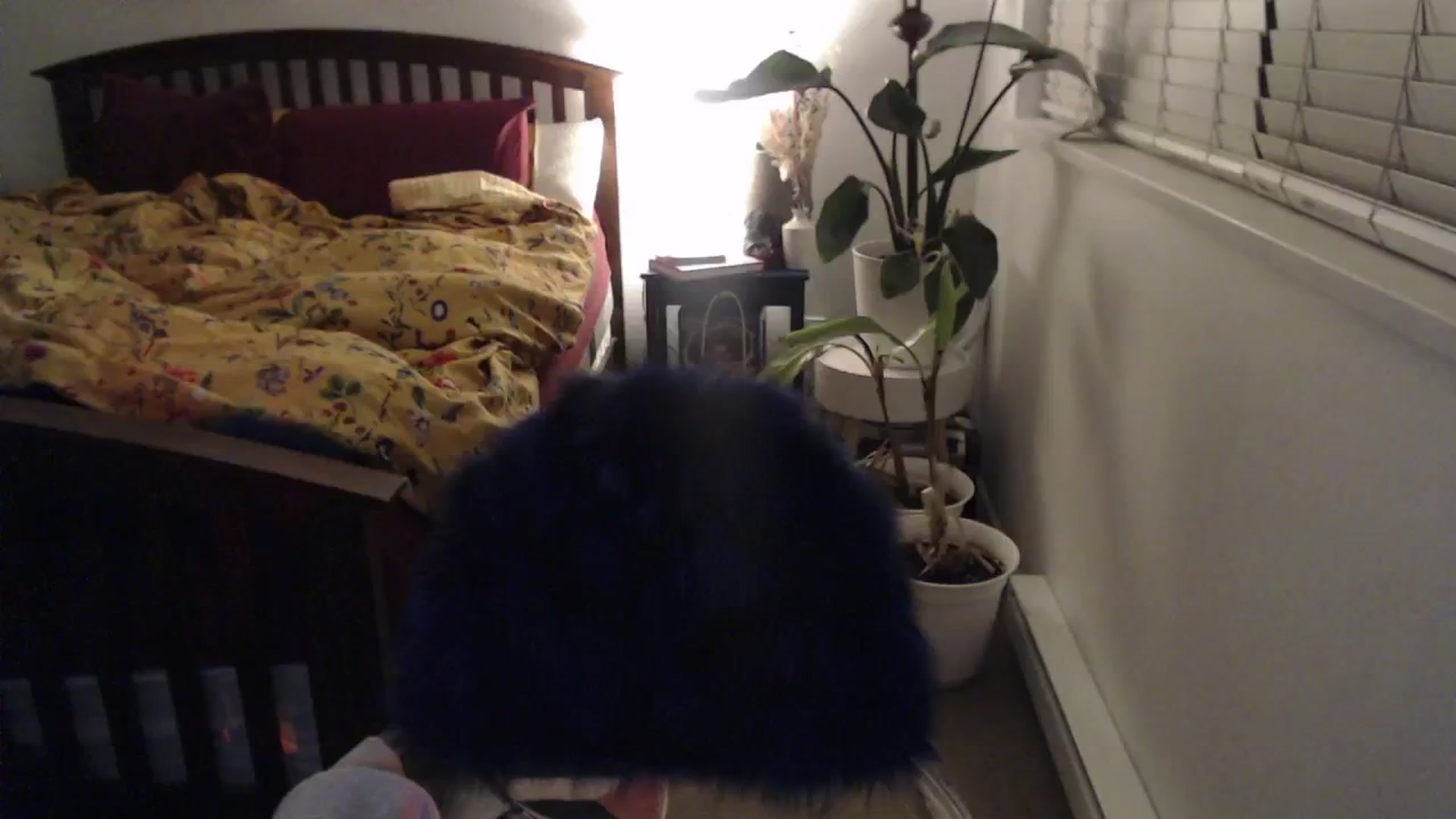 Gallery image thumbnail from AAAAAGHHHHHHH's myfreecams stream on, 02/16/2024, 04:08 image 7 of 20