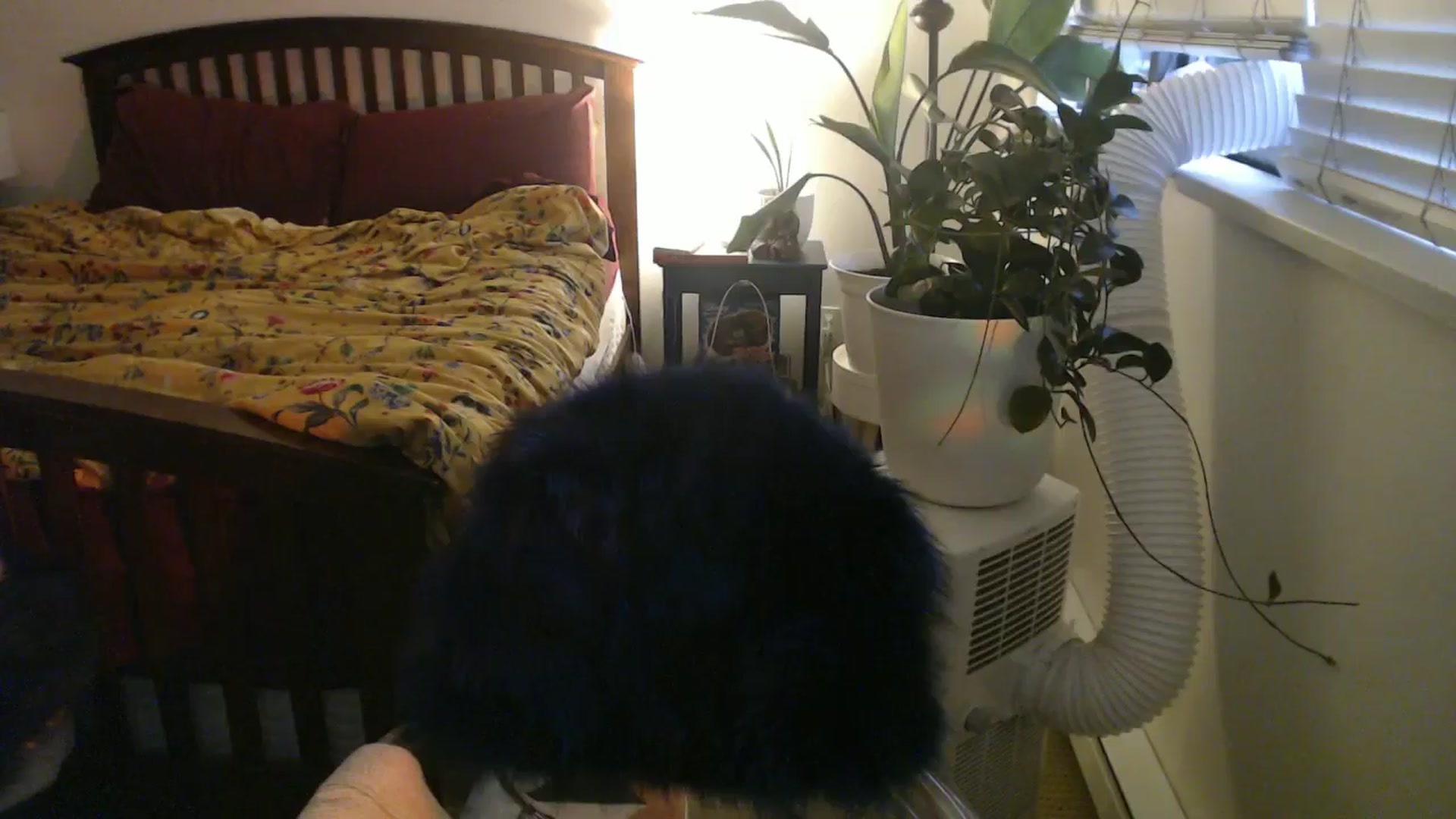 Gallery image thumbnail from AAAAAGHHHHHHH's myfreecams stream on, 07/30/2024, 03:27 image 17 of 20