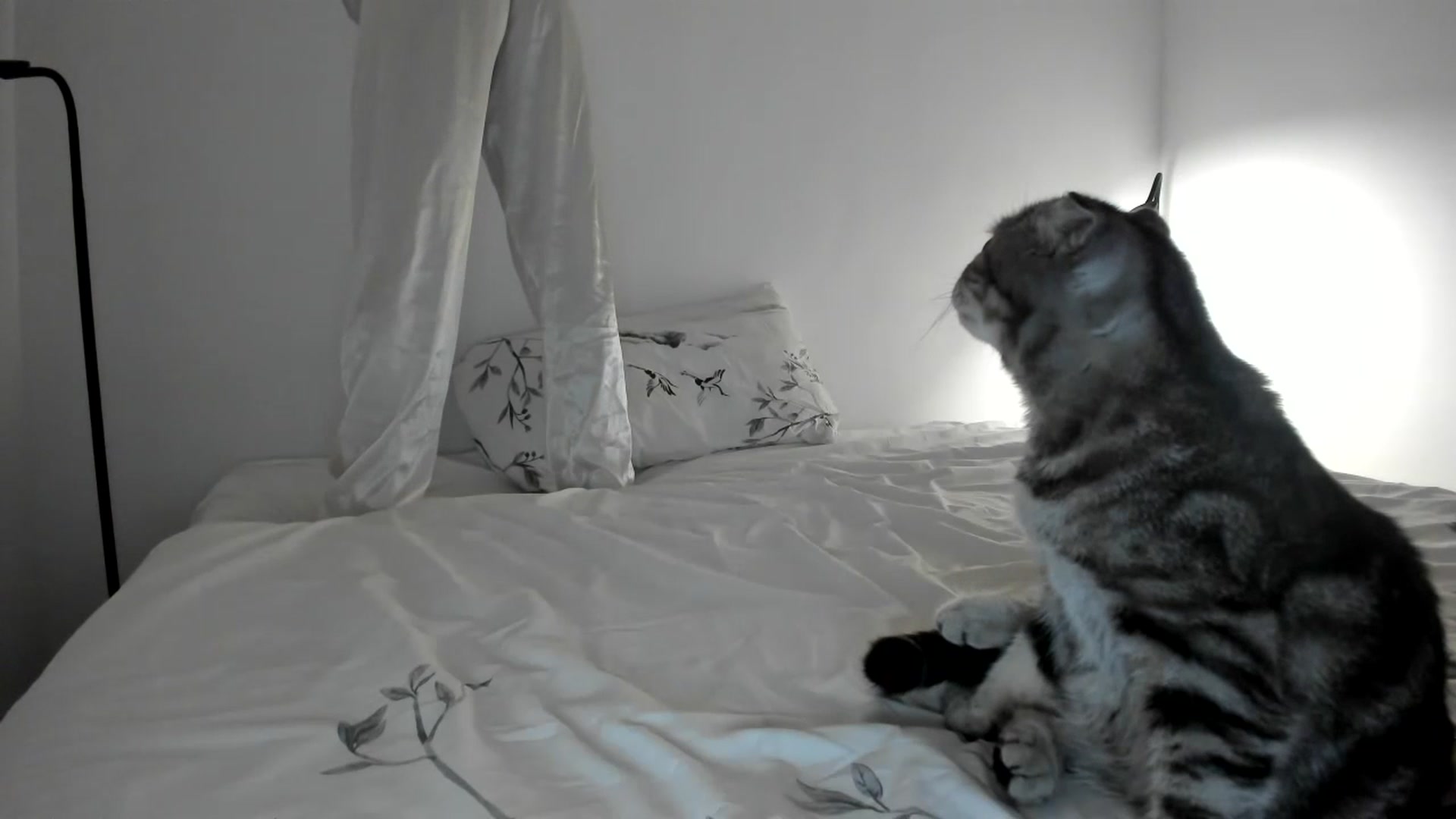 Gallery image thumbnail from AAA_Yas's myfreecams stream on, 07/21/2023, 21:57 image 15 of 20