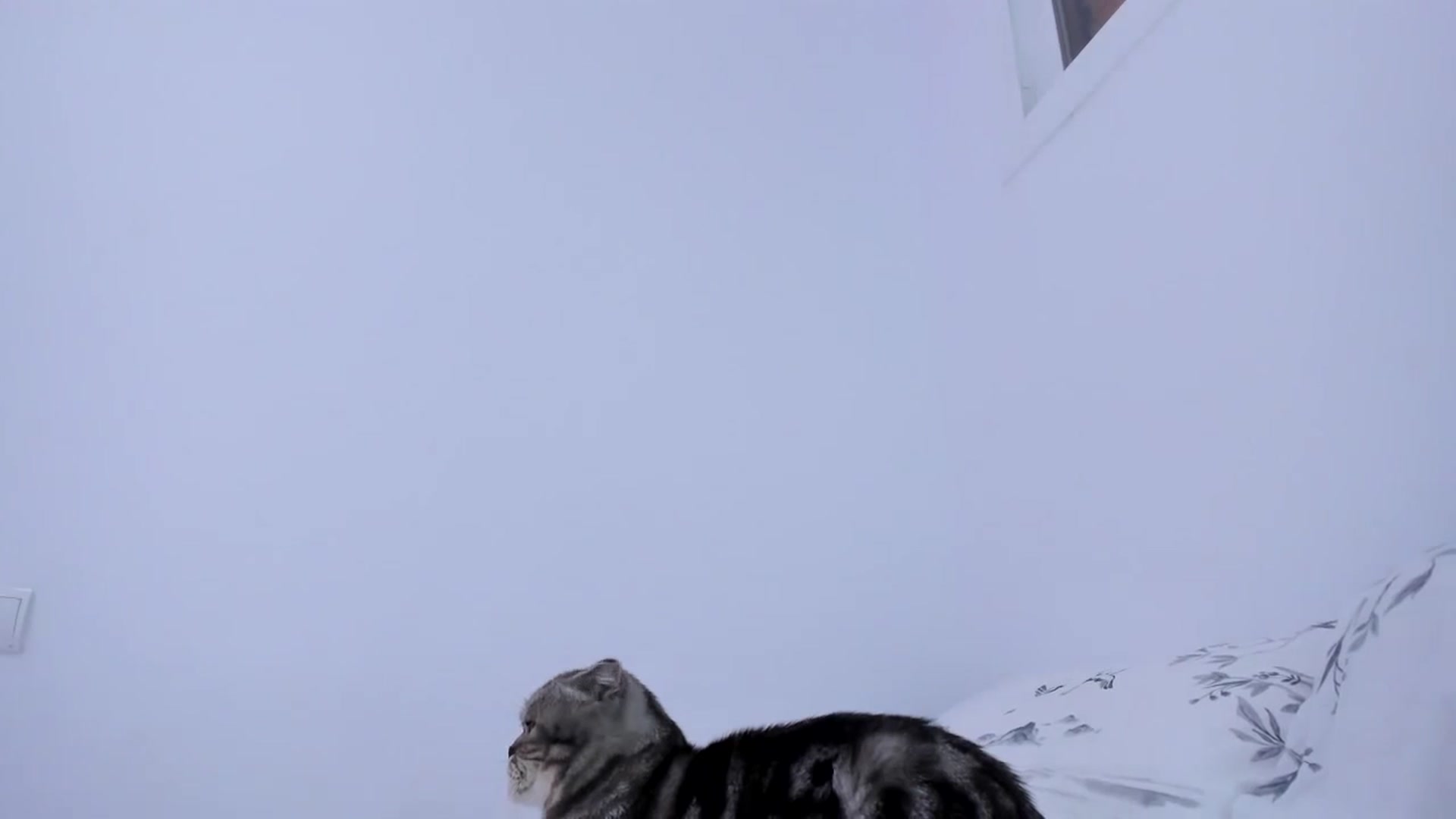 Gallery image thumbnail from AAA_Yas's myfreecams stream on, 10/02/2023, 21:38 image 5 of 20