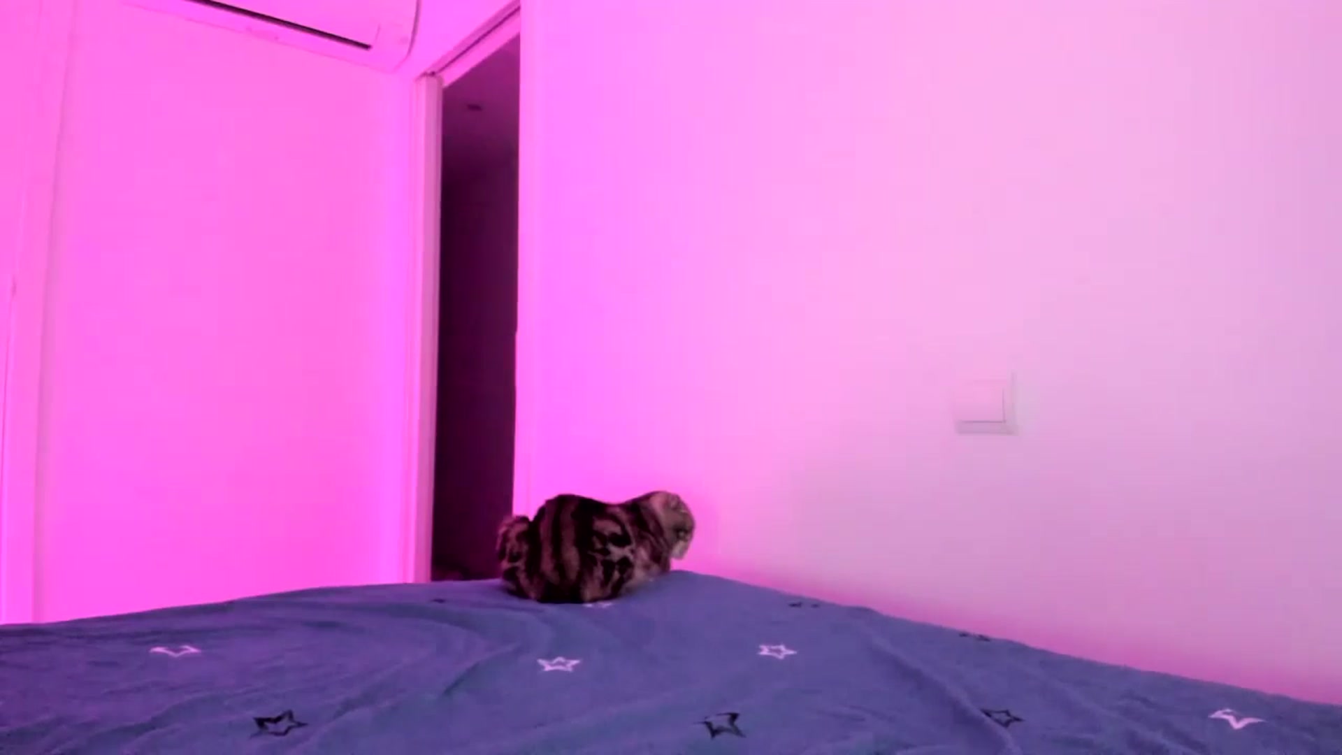 Gallery image thumbnail from AAA_Yas's myfreecams stream on, 10/26/2023, 20:47 image 13 of 20