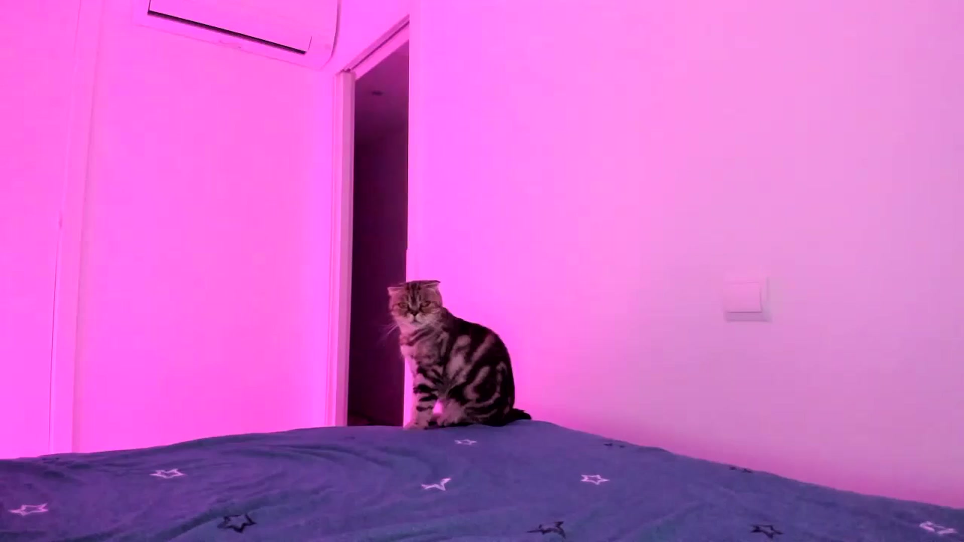 Gallery image thumbnail from AAA_Yas's myfreecams stream on, 10/26/2023, 20:47 image 1 of 20