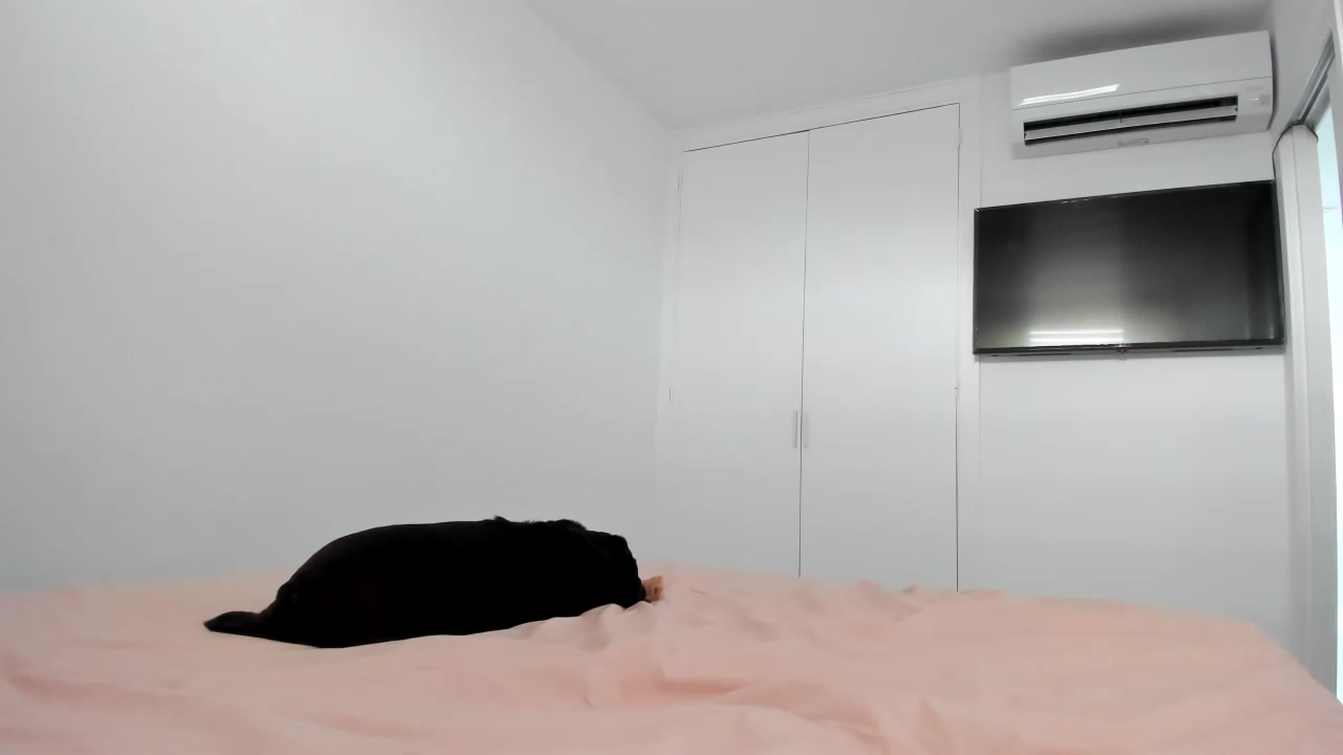 Gallery image thumbnail from AAA_Yas's myfreecams stream on, 05/02/2024, 17:52 image 6 of 20