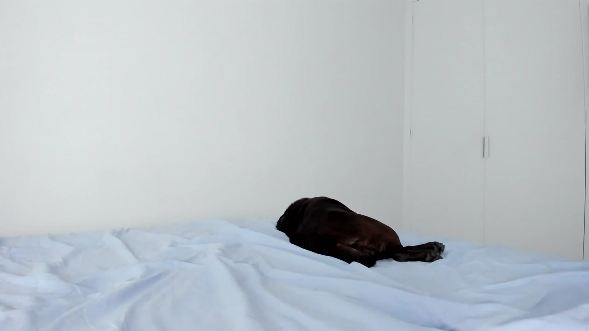Gallery image thumbnail from AAA_Yas's myfreecams stream on, 05/24/2024, 19:47 image 13 of 20