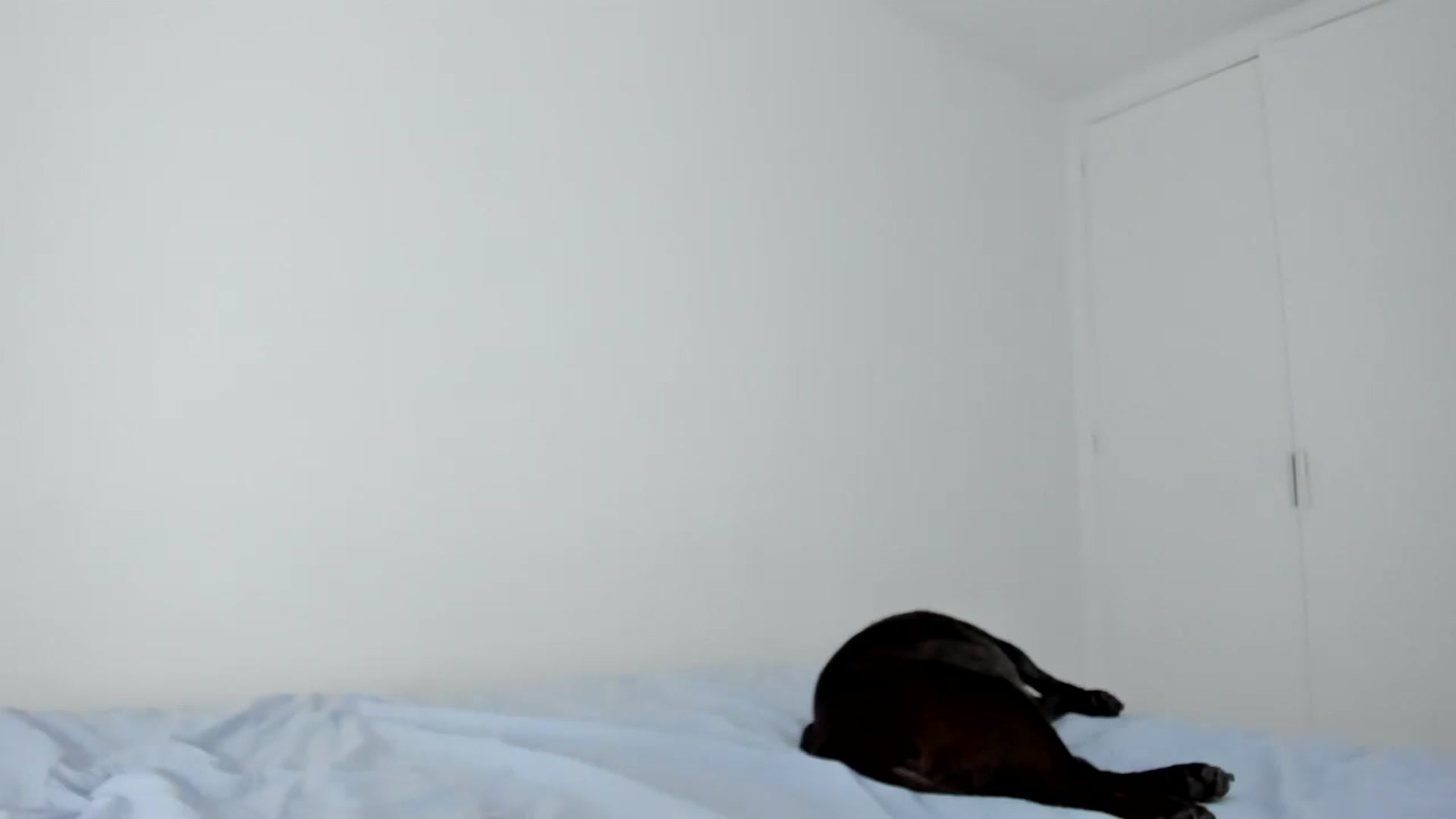 Gallery image thumbnail from AAA_Yas's myfreecams stream on, 05/24/2024, 20:30 image 12 of 20