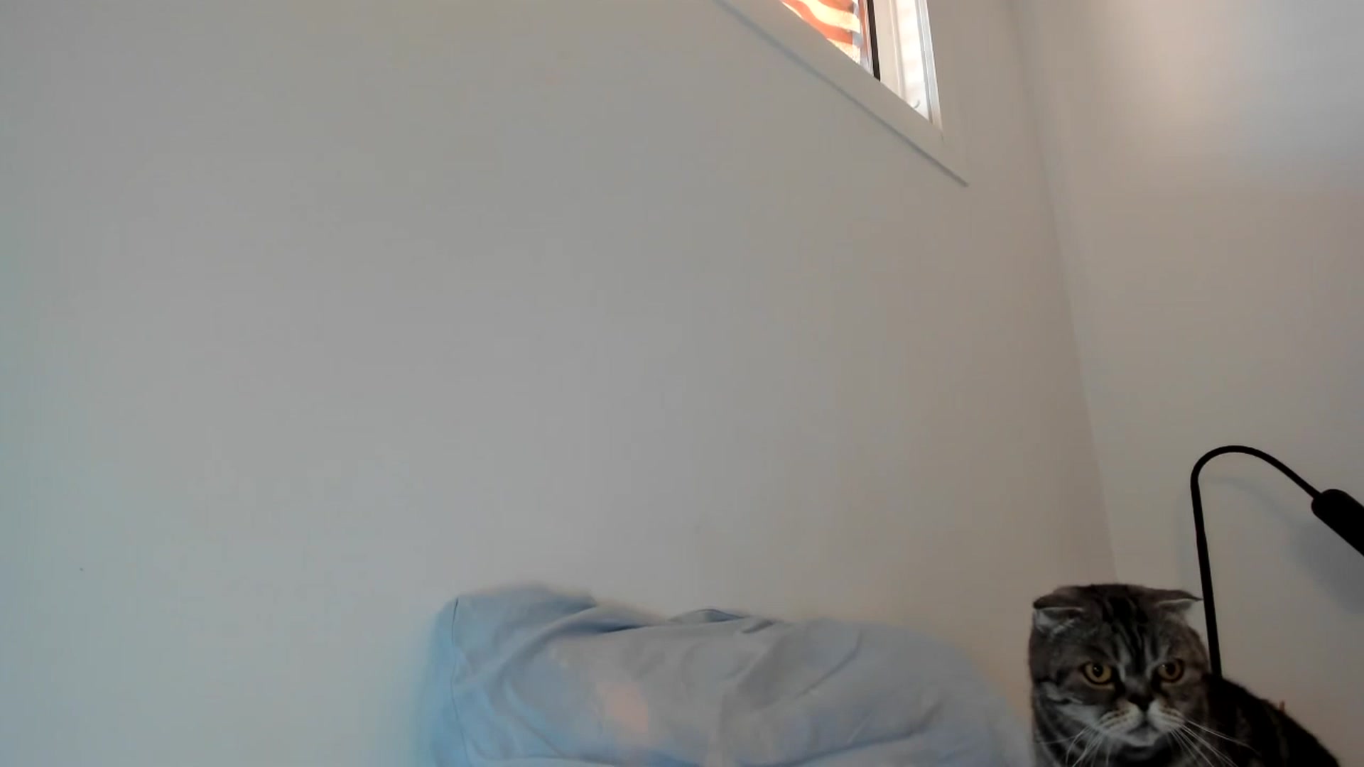 Gallery image thumbnail from AAA_Yas's myfreecams stream on, 05/30/2024, 18:42 image 18 of 20