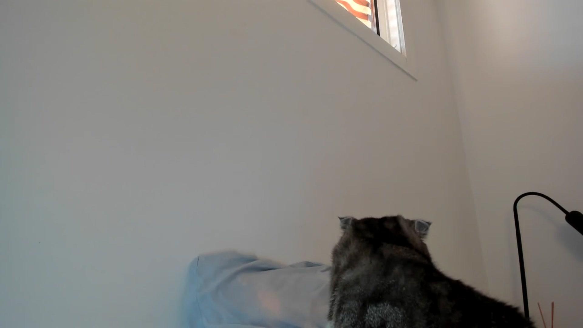Gallery image thumbnail from AAA_Yas's myfreecams stream on, 05/30/2024, 18:42 image 17 of 20