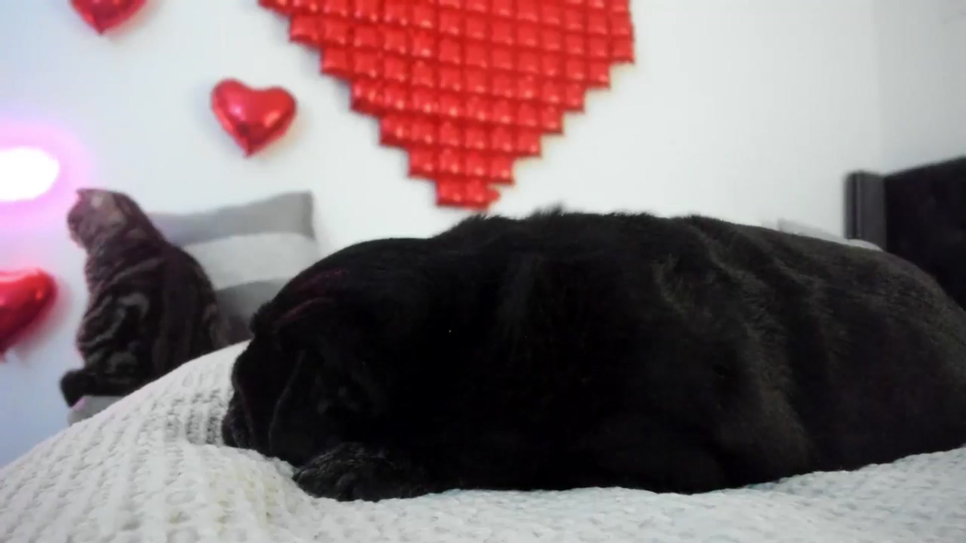 Gallery image thumbnail from AAA_Yas's myfreecams stream on, 02/13/2025, 22:07 image 9 of 20