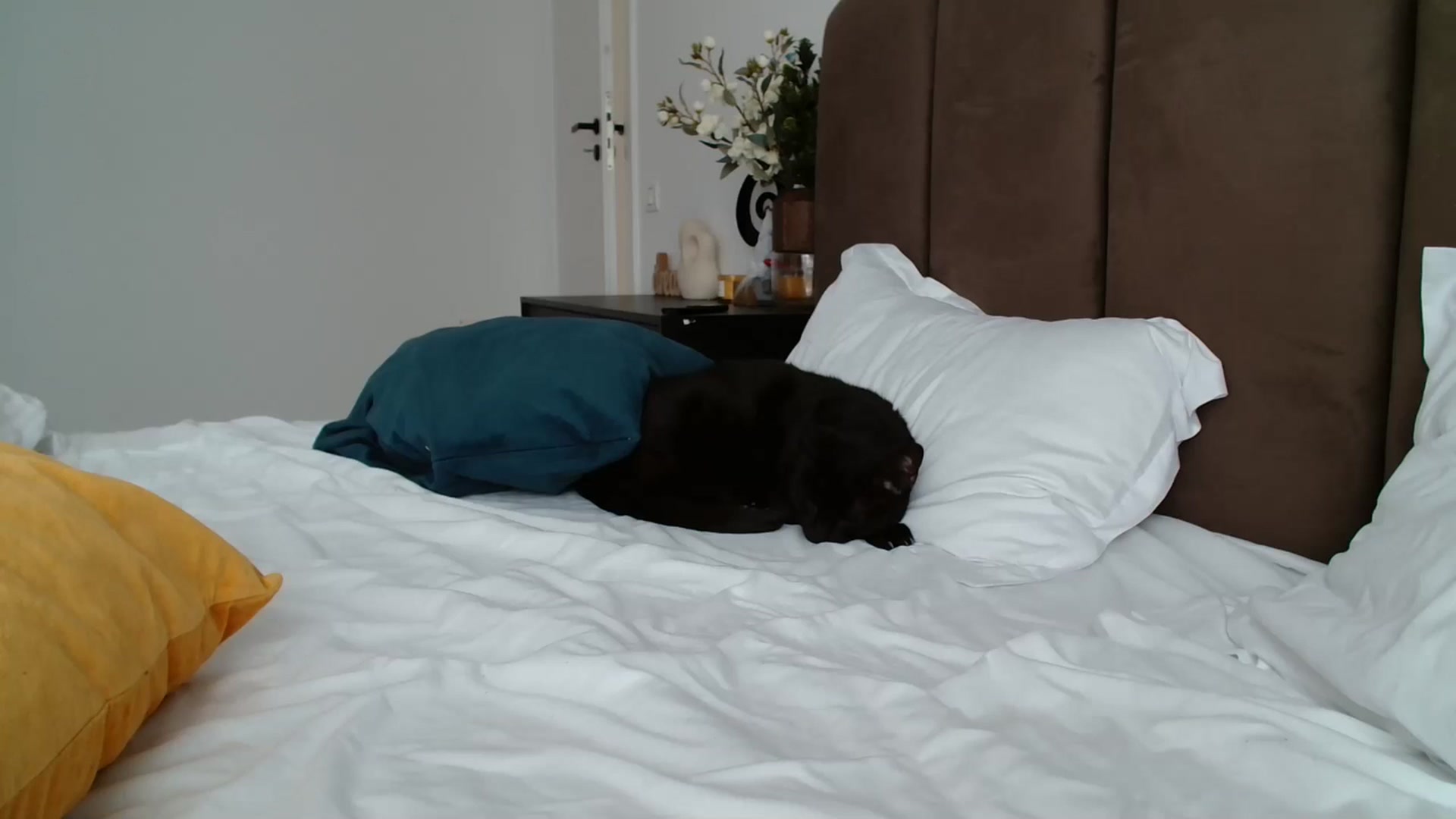 Gallery image thumbnail from ABABAB1's myfreecams stream on, 03/15/2026, 10:14 image 11 of 20