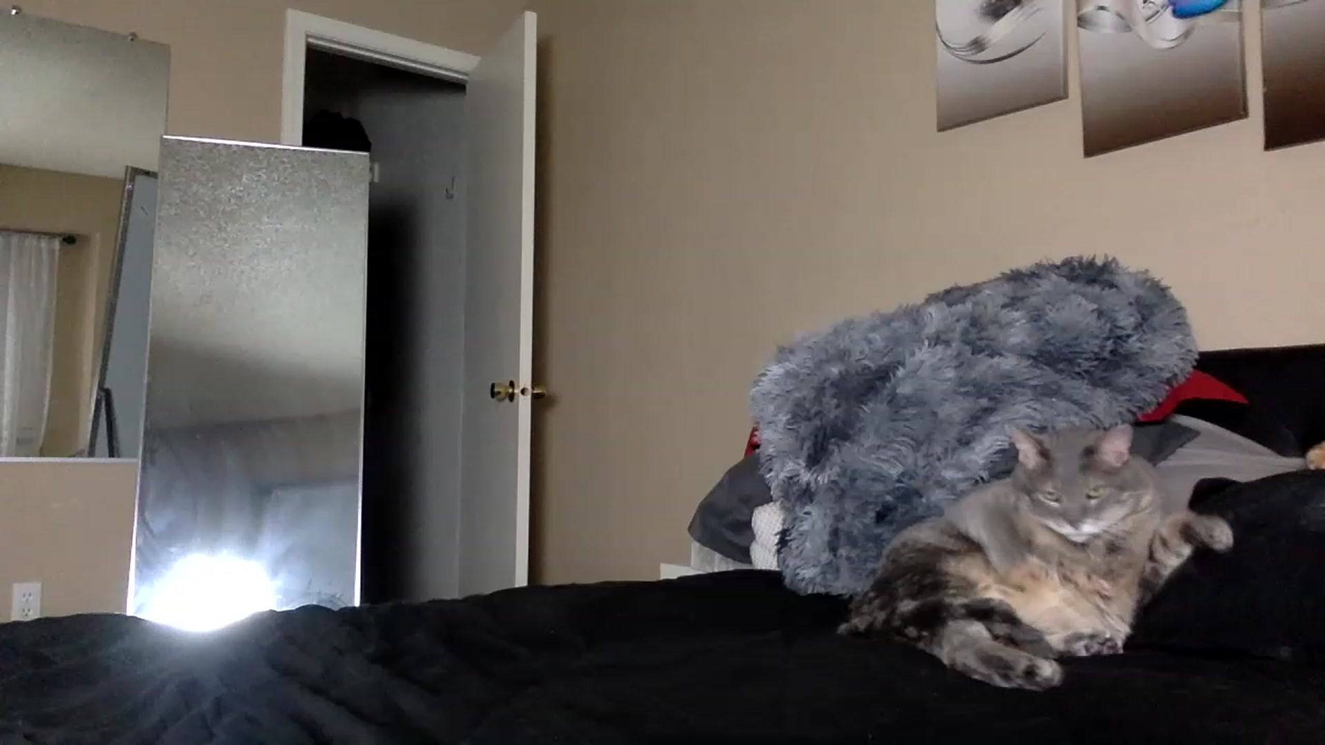 Gallery image thumbnail from AFoxBaby's myfreecams stream on, 01/30/2023, 02:22 image 6 of 20