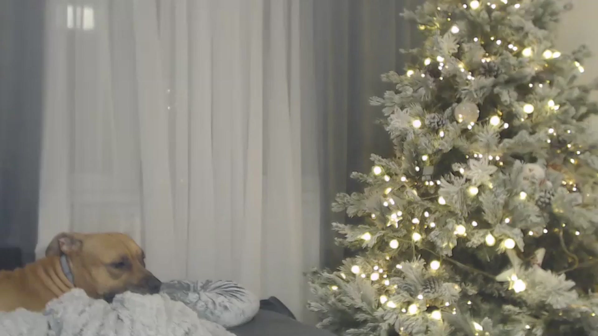 Gallery image thumbnail from ASweetJessie's myfreecams stream on, 12/03/2023, 18:54 image 3 of 20