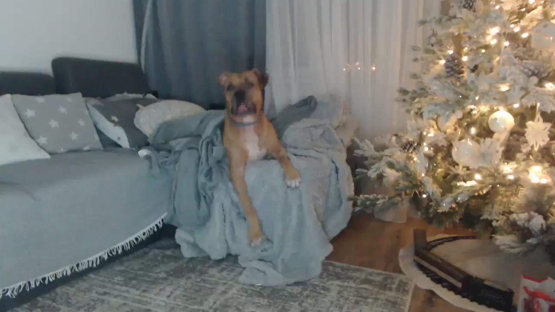 Gallery image thumbnail from ASweetJessie's myfreecams stream on, 12/24/2023, 18:04 image 15 of 20