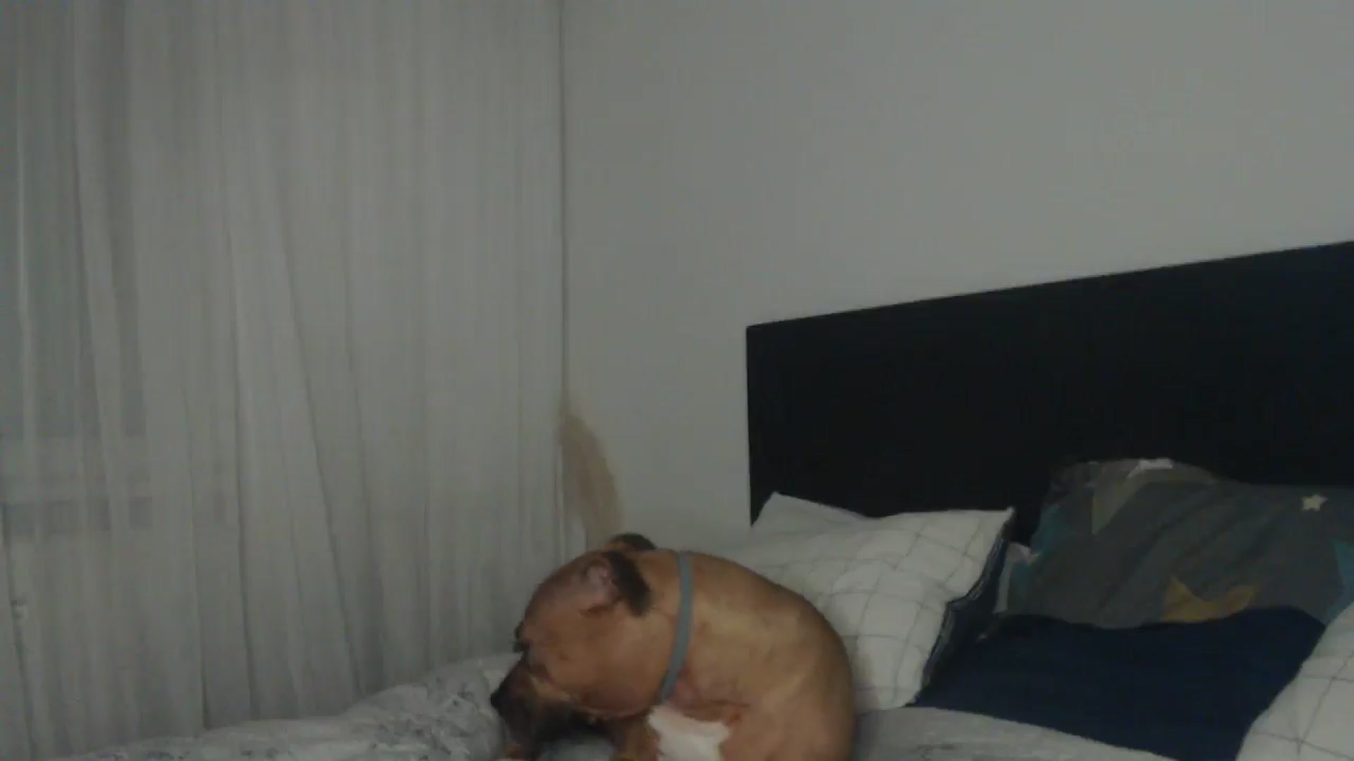 Gallery image thumbnail from ASweetJessie's myfreecams stream on, 05/27/2025, 19:03 image 7 of 20
