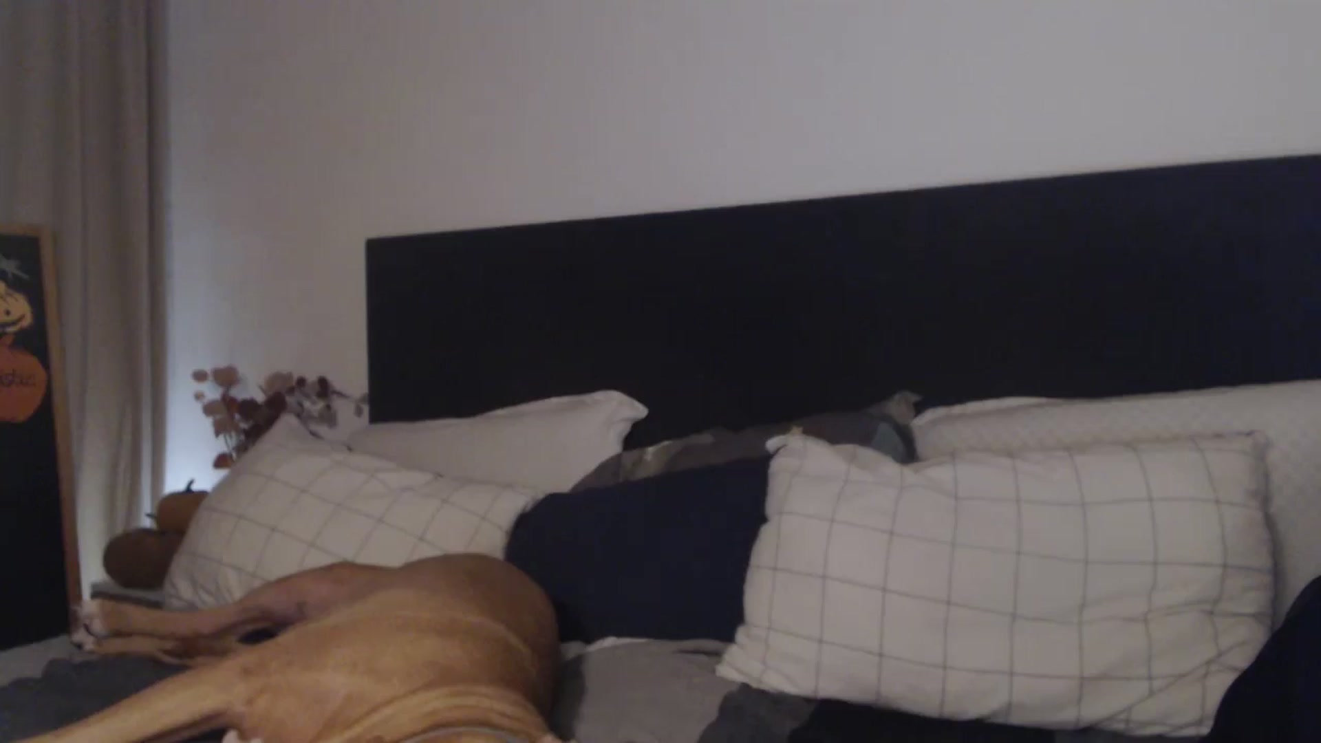 Gallery image thumbnail from ASweetJessie's myfreecams stream on, 10/17/2025, 17:47 image 13 of 20