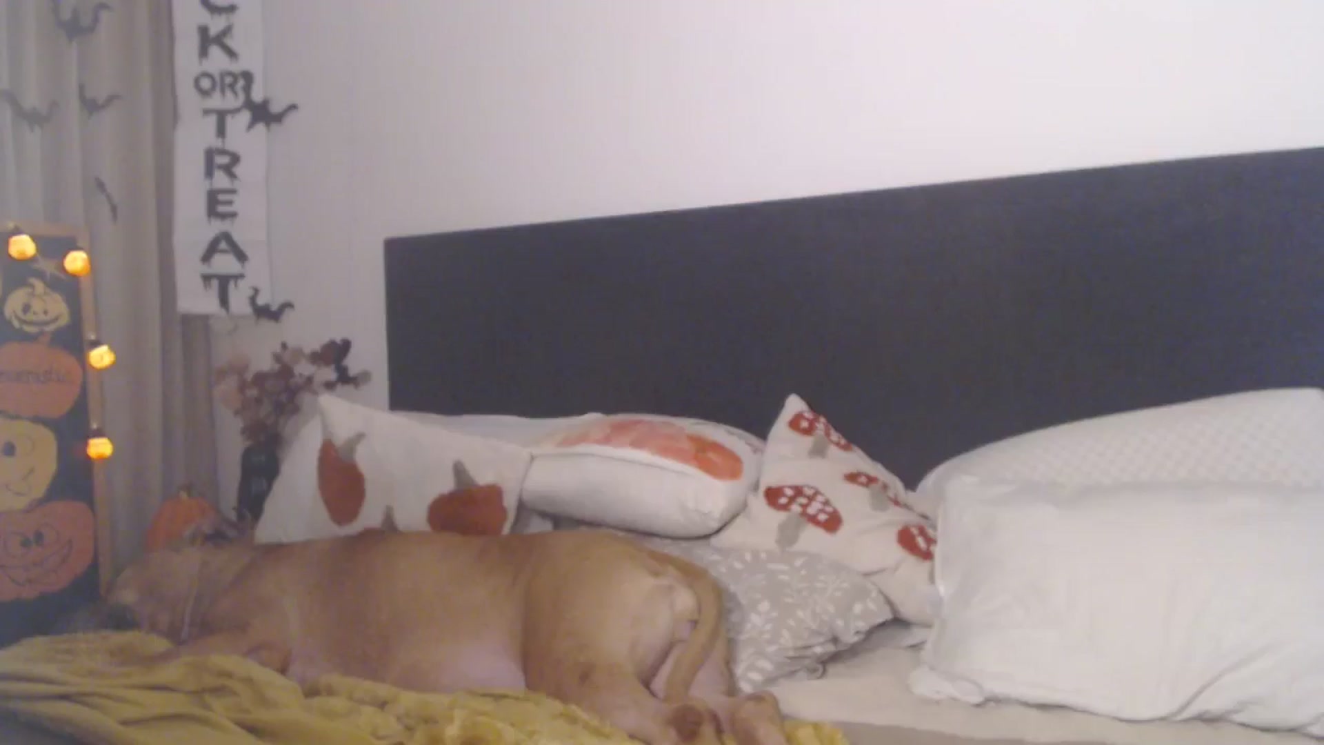 Gallery image thumbnail from ASweetJessie's myfreecams stream on, 10/31/2025, 14:55 image 13 of 20