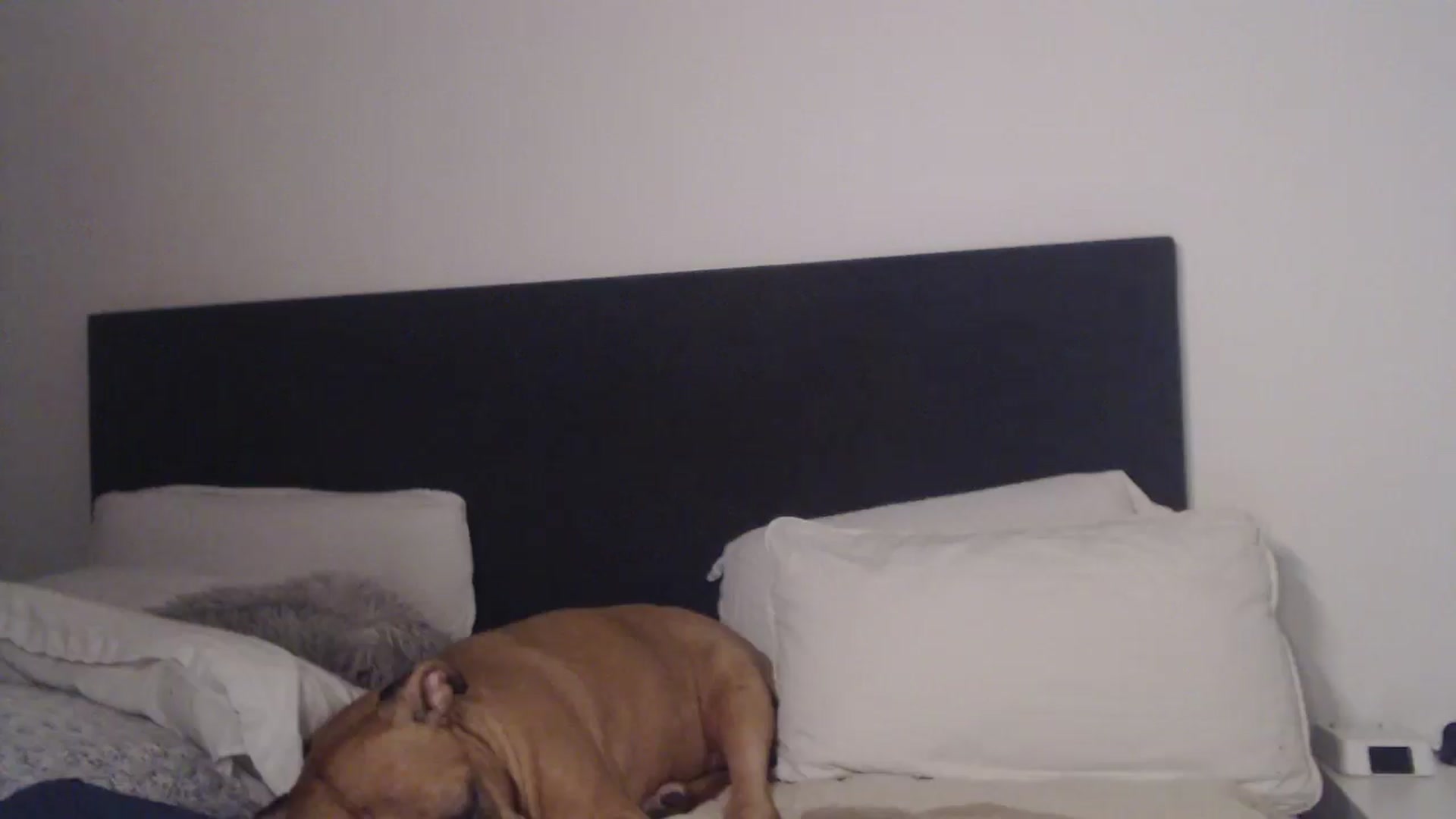 Gallery image thumbnail from ASweetJessie's myfreecams stream on, 01/27/2026, 14:27 image 13 of 20