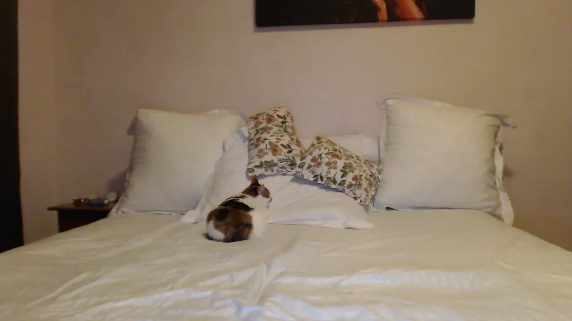 Gallery image thumbnail from Aahh_Emilia's myfreecams stream on, 12/09/2022, 15:29 image 13 of 20