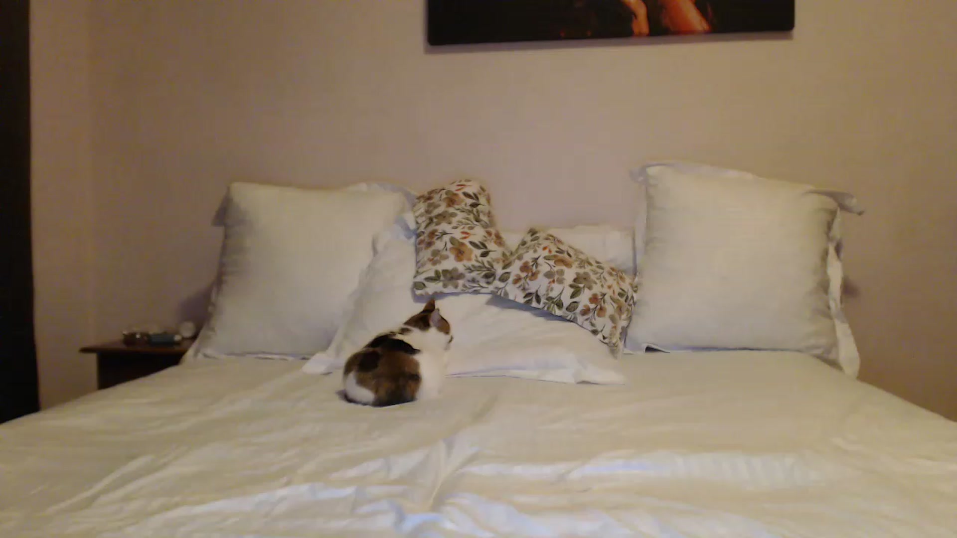 Gallery image thumbnail from Aahh_Emilia's myfreecams stream on, 12/09/2022, 15:29 image 15 of 20