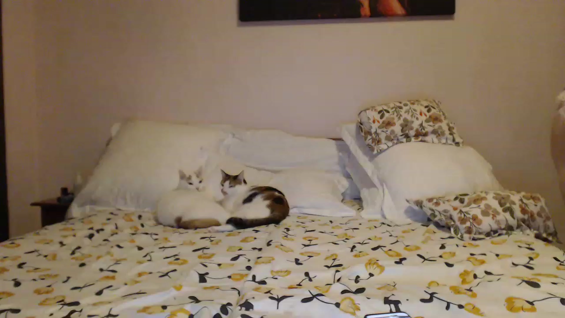 Gallery image thumbnail from Aahh_Emilia's myfreecams stream on, 12/15/2022, 17:16 image 14 of 20