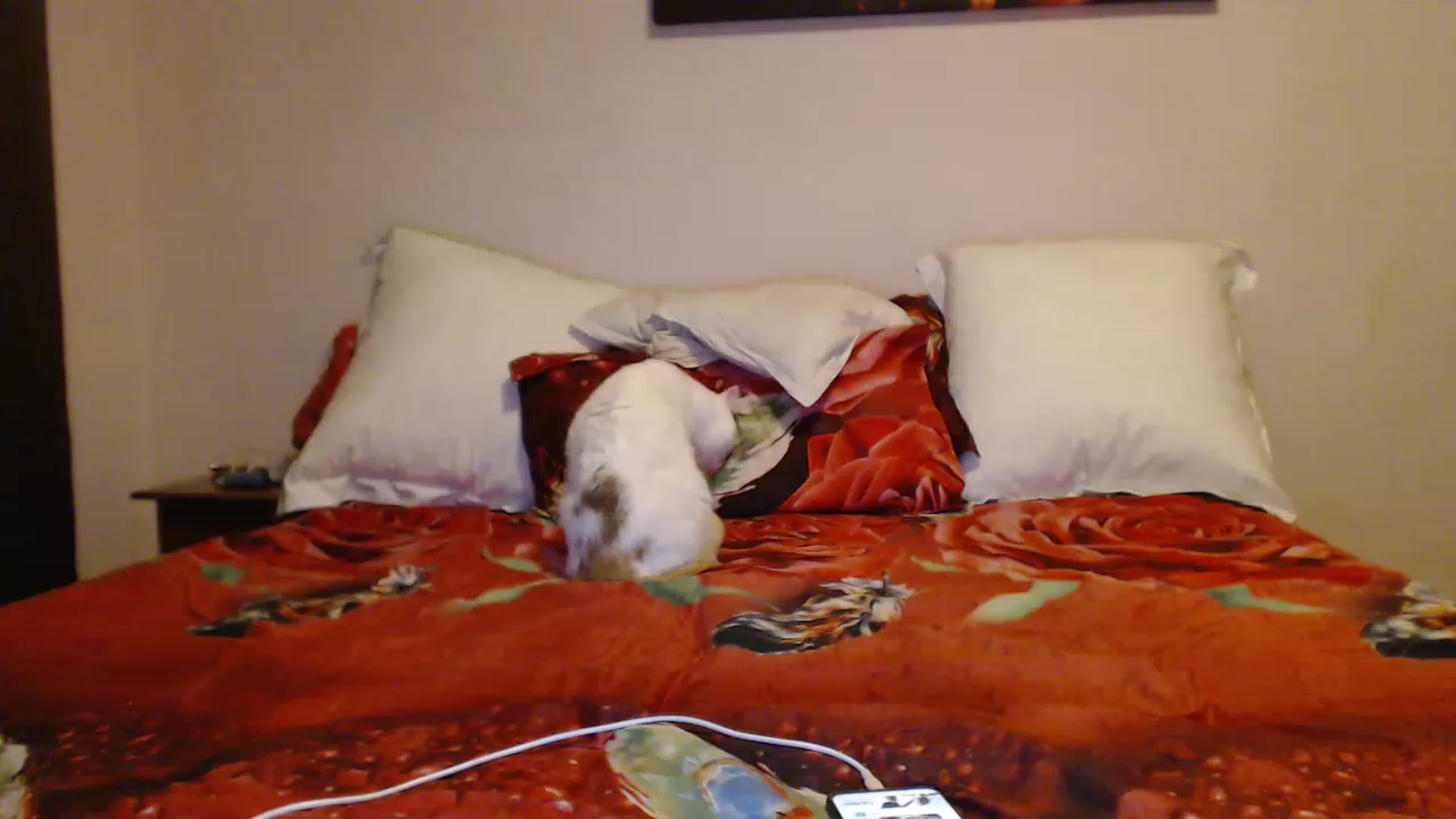 Gallery image thumbnail from Aahh_Emilia's myfreecams stream on, 12/21/2022, 16:00 image 18 of 20