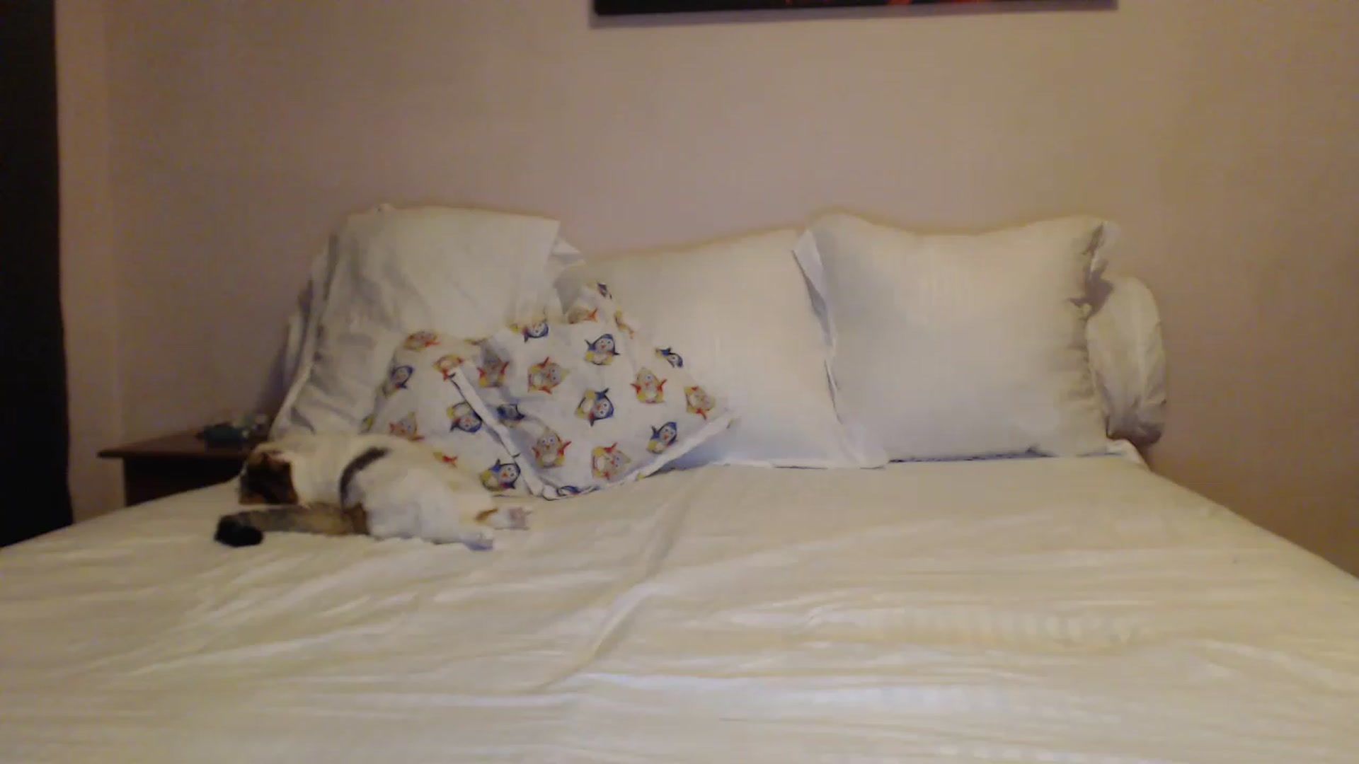 Gallery image thumbnail from Aahh_Emilia's myfreecams stream on, 01/12/2023, 15:57 image 1 of 20