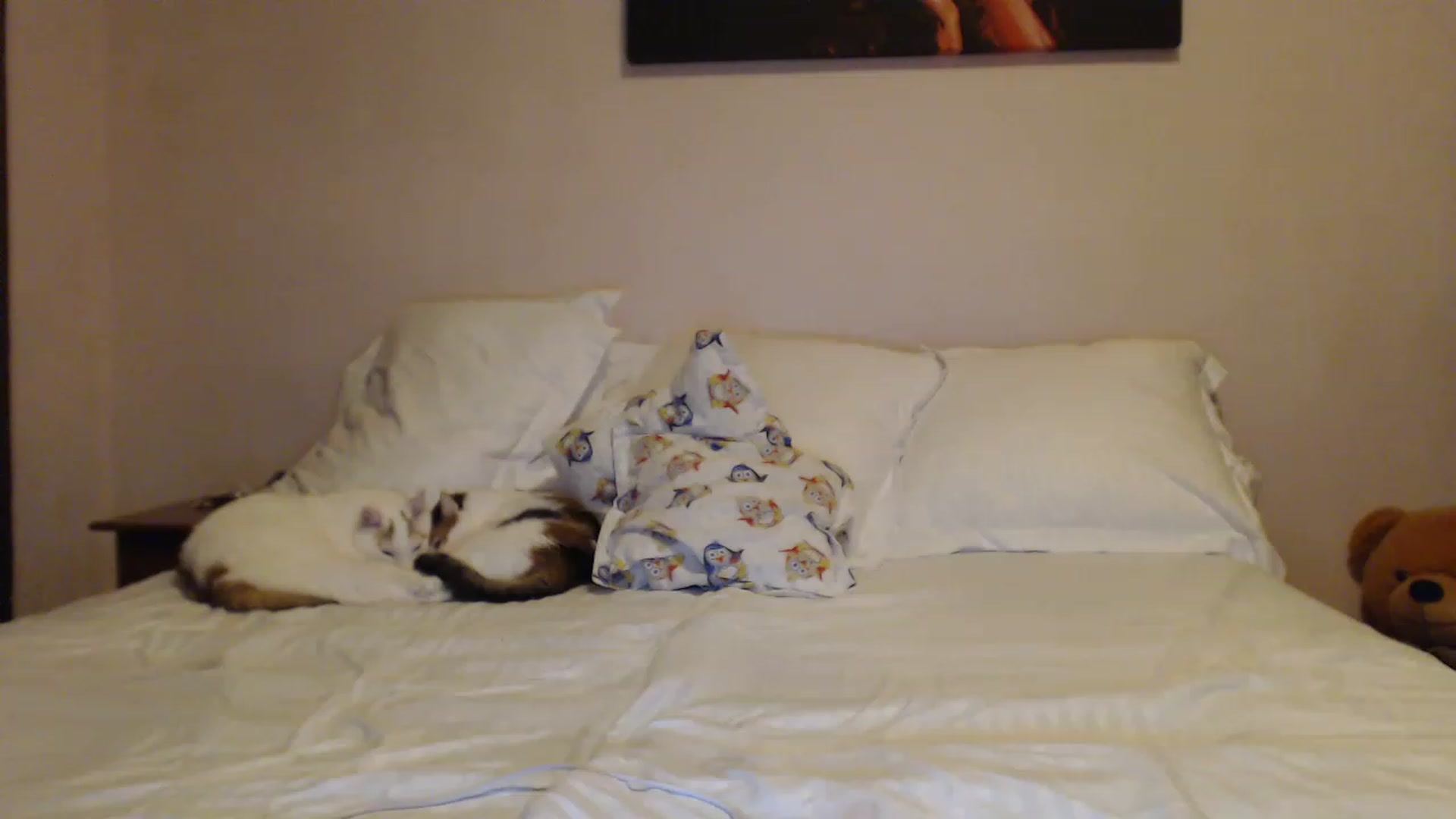 Gallery image thumbnail from Aahh_Emilia's myfreecams stream on, 01/15/2023, 17:54 image 12 of 20