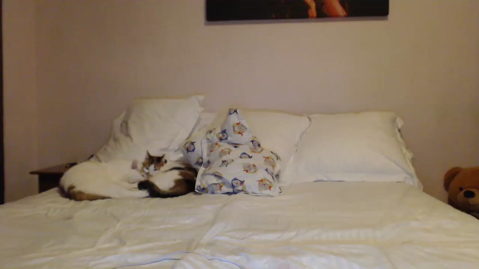Gallery image thumbnail from Aahh_Emilia's myfreecams stream on, 01/15/2023, 17:54 image 11 of 20