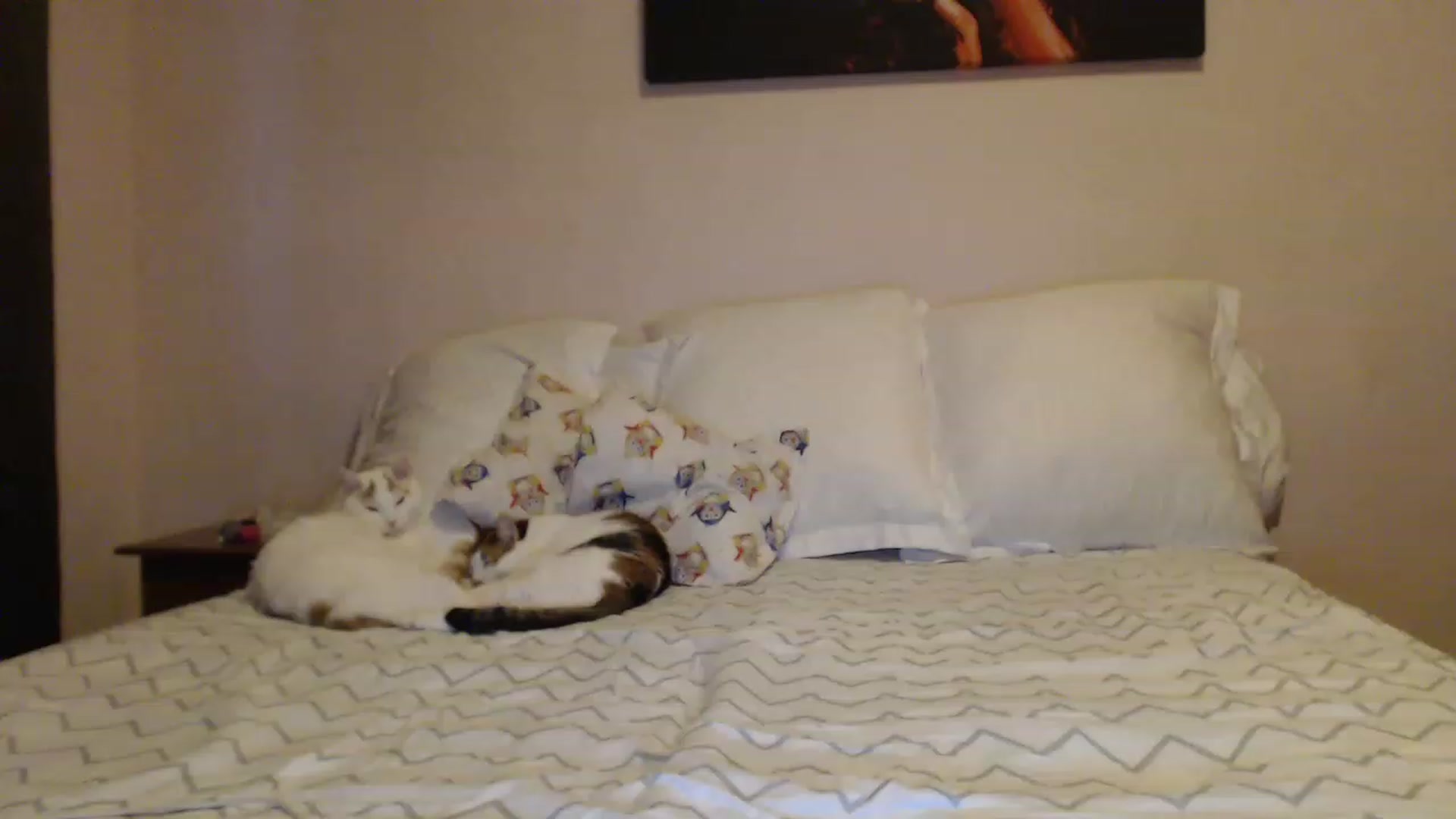 Gallery image thumbnail from Aahh_Emilia's myfreecams stream on, 01/18/2023, 15:13 image 11 of 20