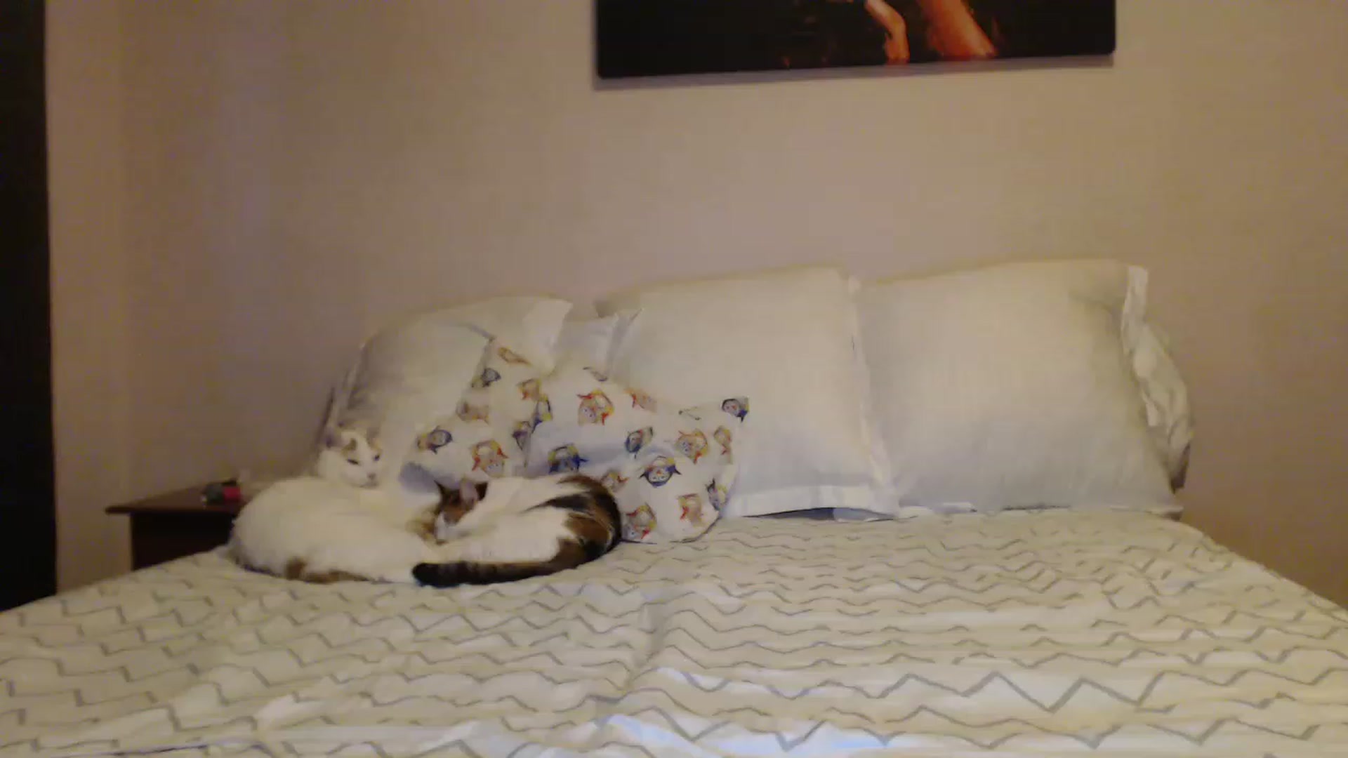 Gallery image thumbnail from Aahh_Emilia's myfreecams stream on, 01/18/2023, 15:13 image 13 of 20
