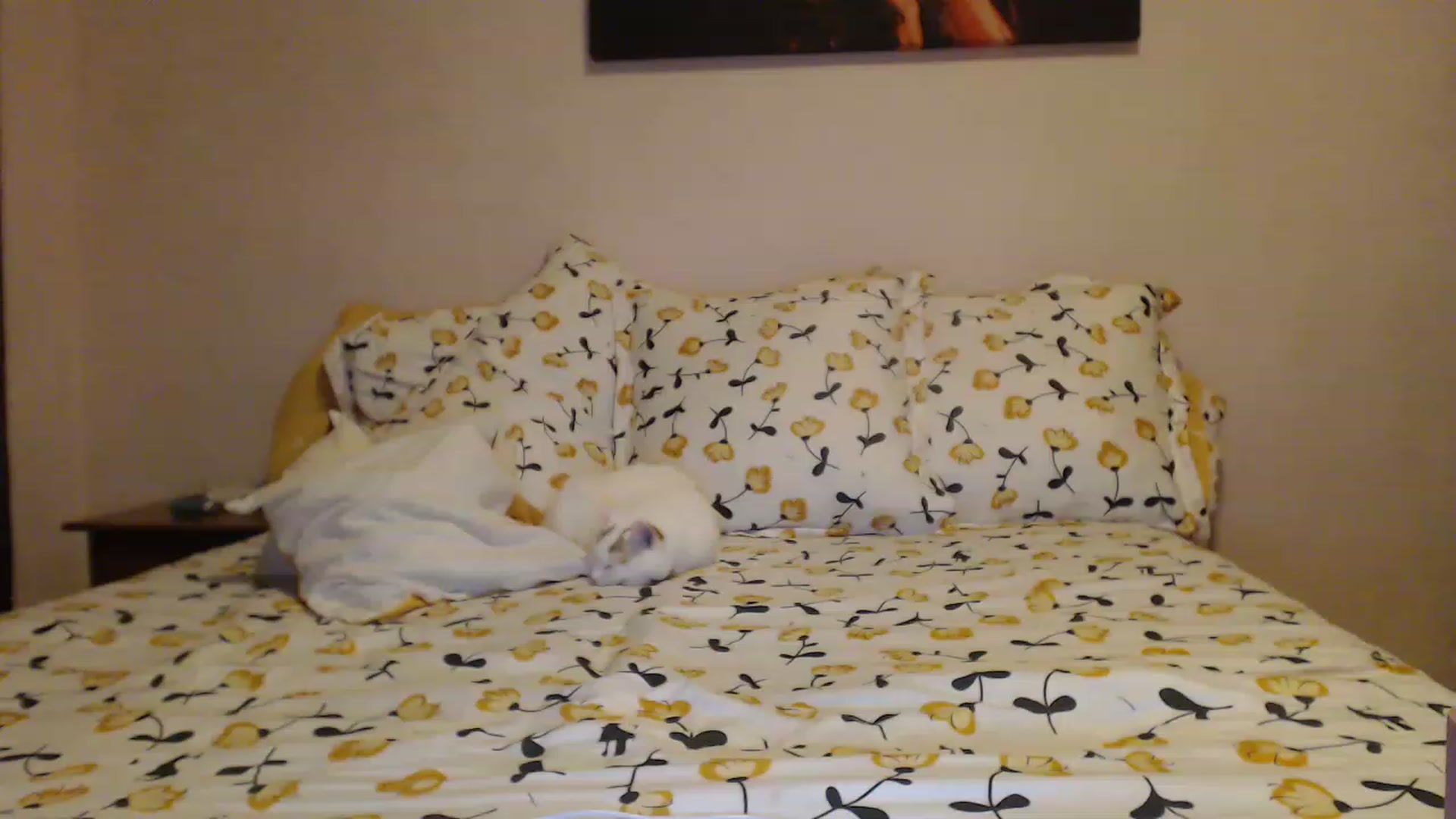 Gallery image thumbnail from Aahh_Emilia's myfreecams stream on, 01/28/2023, 15:51 image 16 of 20