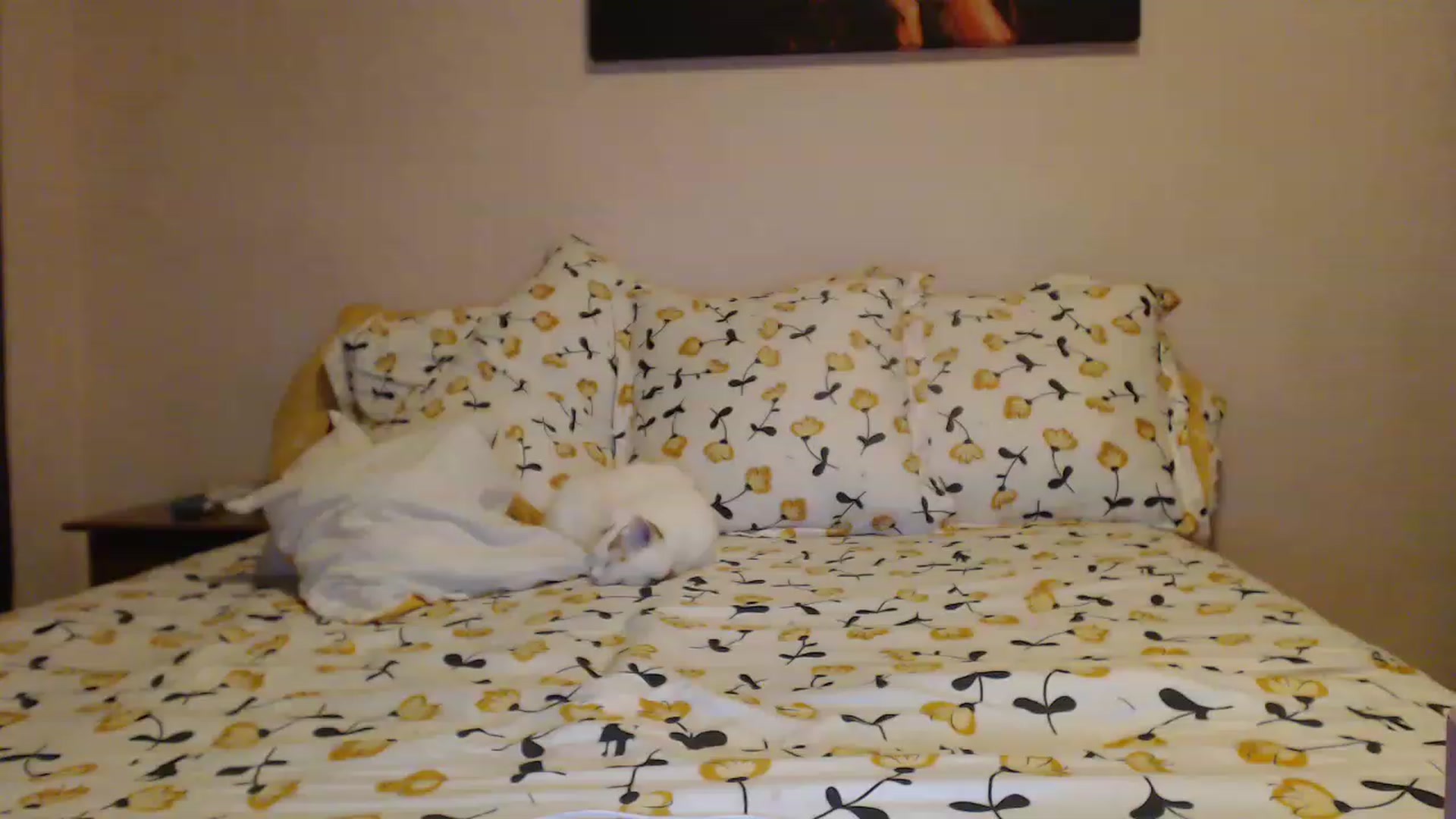Gallery image thumbnail from Aahh_Emilia's myfreecams stream on, 01/28/2023, 15:51 image 15 of 20