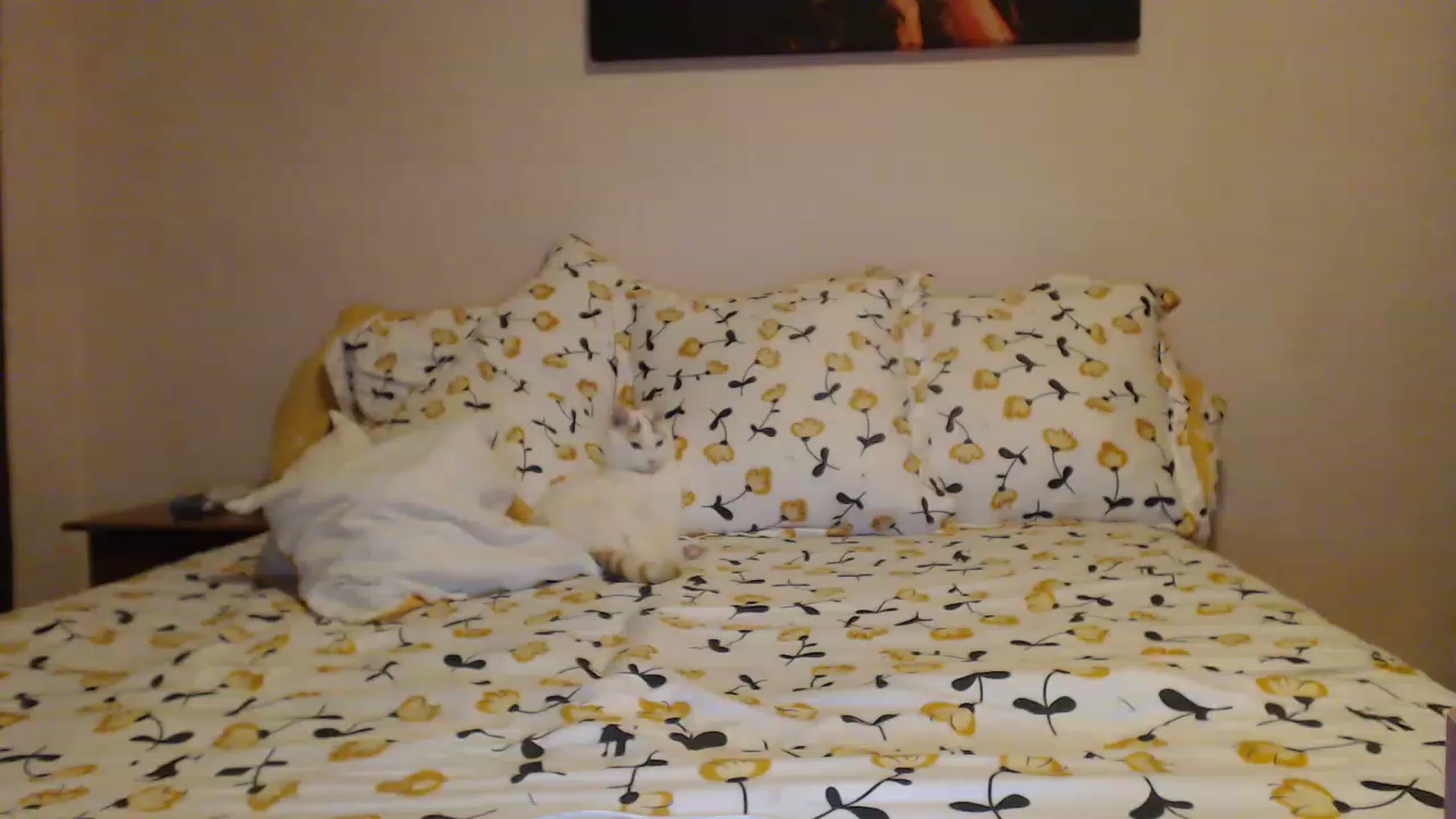 Gallery image thumbnail from Aahh_Emilia's myfreecams stream on, 01/28/2023, 15:51 image 14 of 20