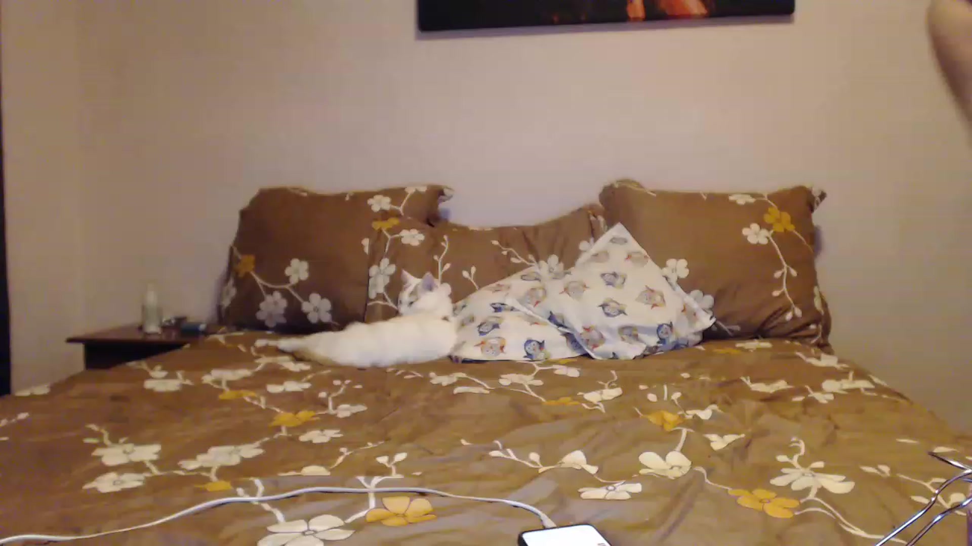 Gallery image thumbnail from Aahh_Emilia's myfreecams stream on, 01/30/2023, 16:19 image 7 of 20