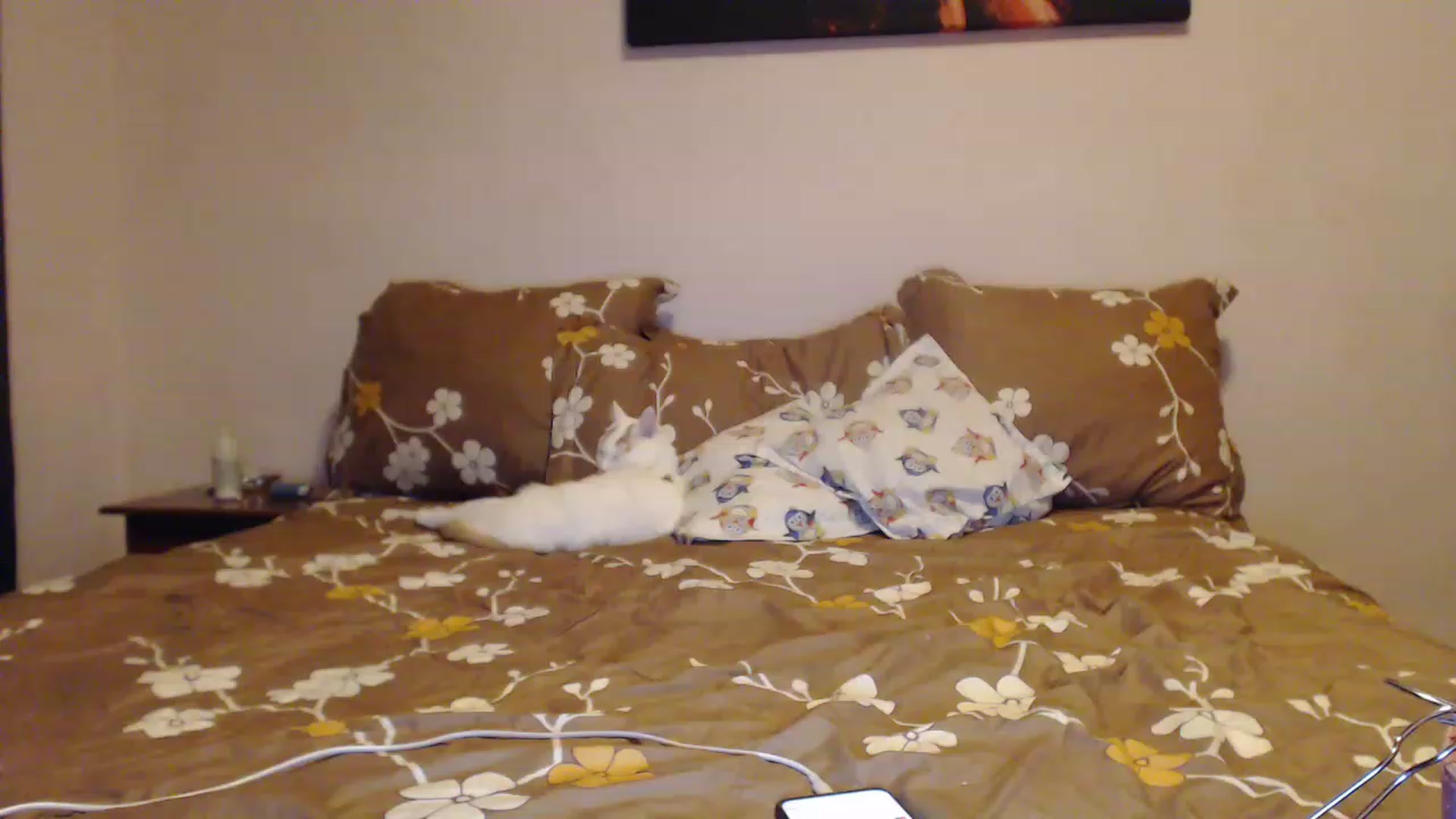 Gallery image thumbnail from Aahh_Emilia's myfreecams stream on, 01/30/2023, 16:19 image 8 of 20