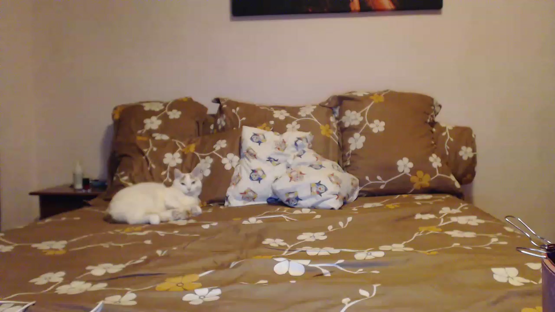 Gallery image thumbnail from Aahh_Emilia's myfreecams stream on, 01/31/2023, 15:48 image 19 of 20