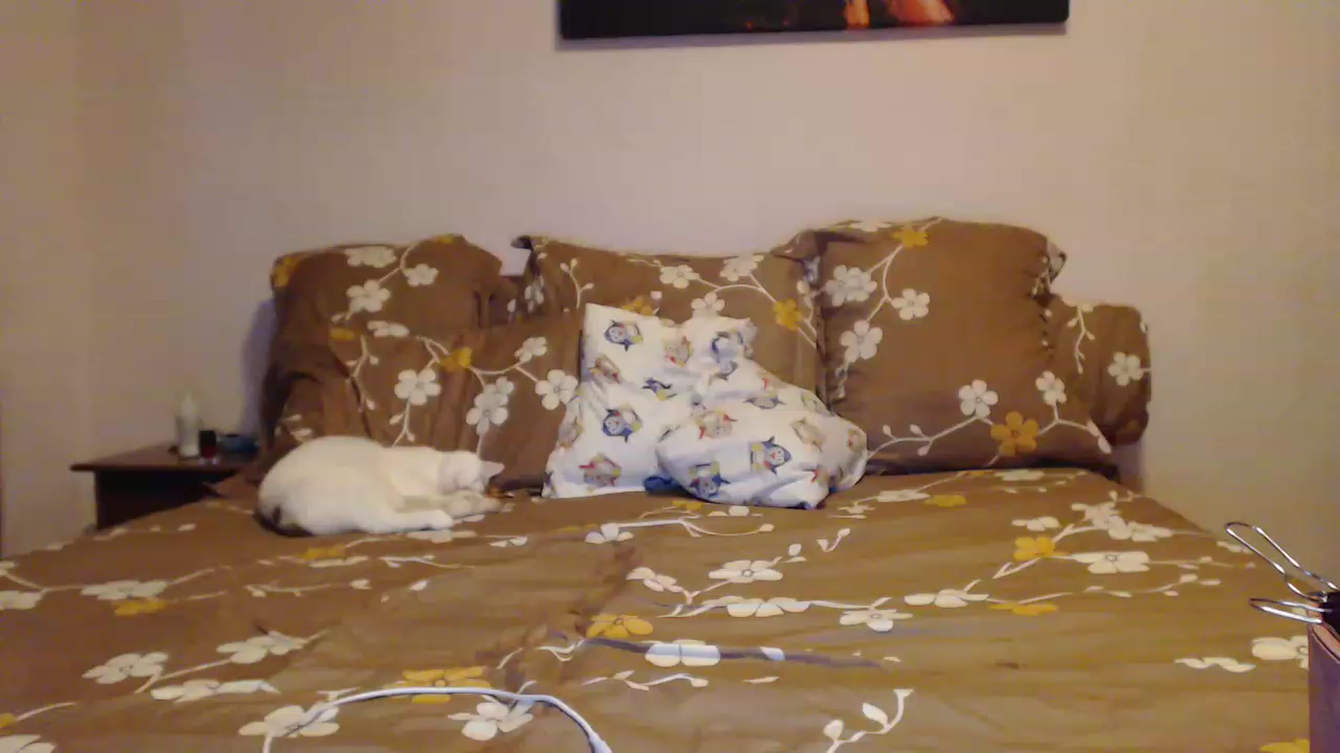 Gallery image thumbnail from Aahh_Emilia's myfreecams stream on, 01/31/2023, 15:48 image 8 of 20