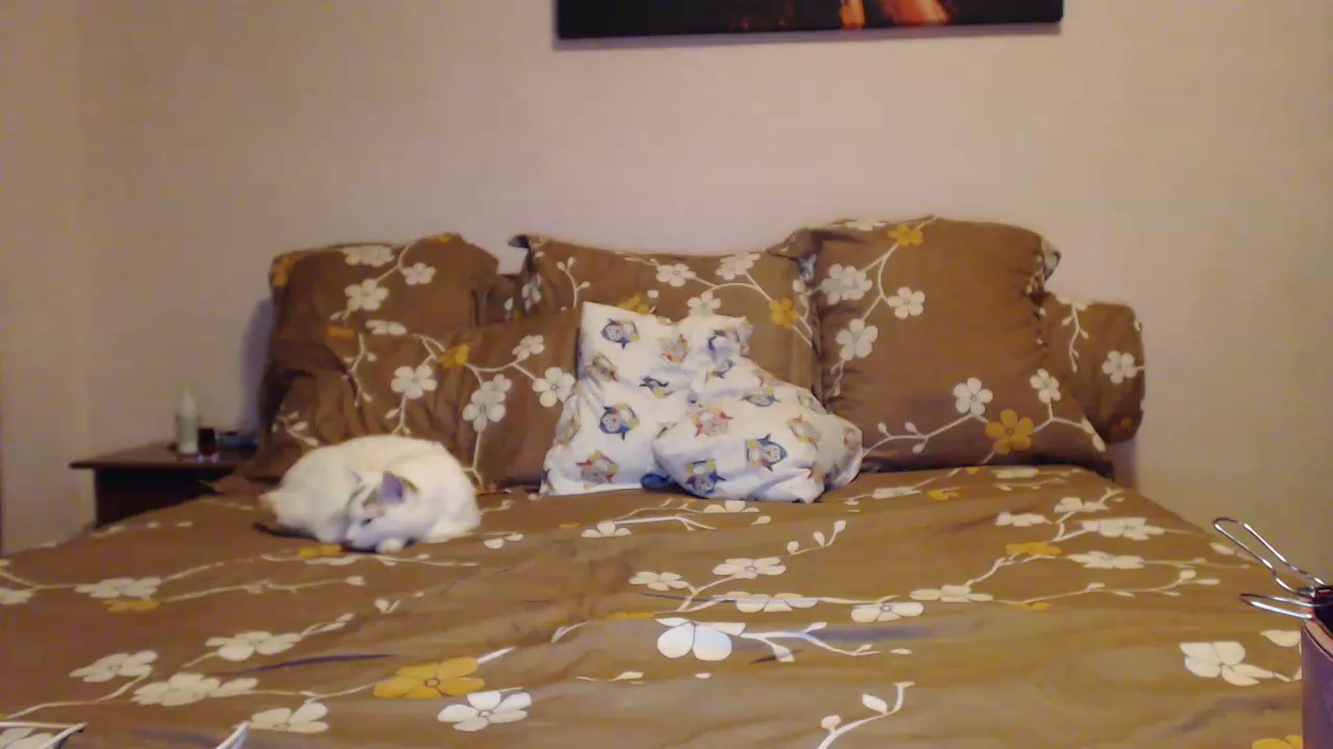 Gallery image thumbnail from Aahh_Emilia's myfreecams stream on, 01/31/2023, 15:48 image 20 of 20