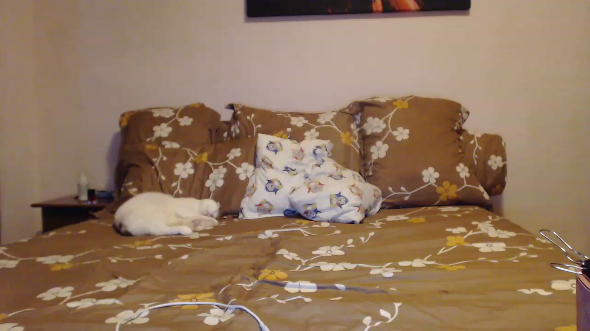 Gallery image thumbnail from Aahh_Emilia's myfreecams stream on, 01/31/2023, 15:48 image 9 of 20