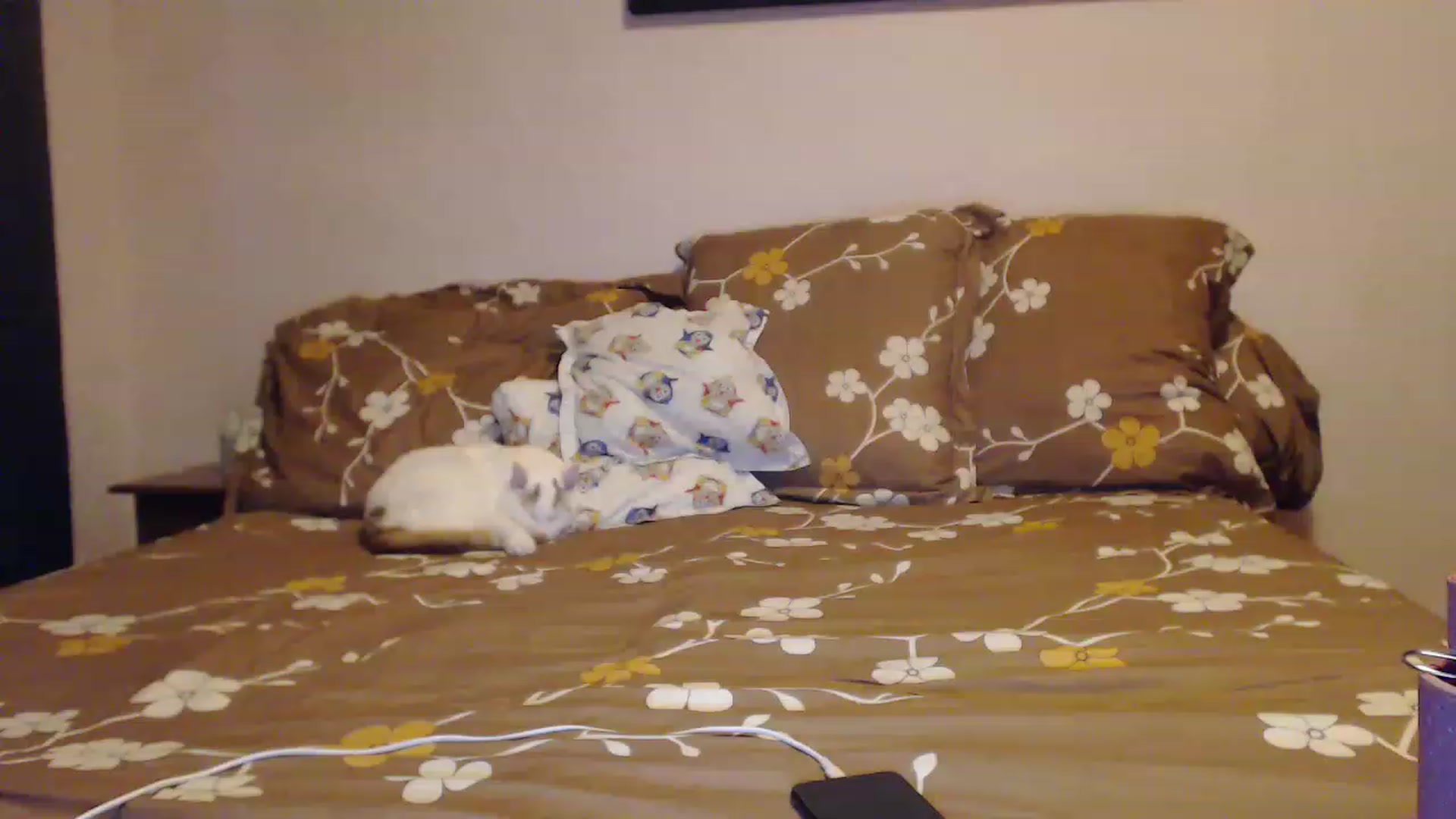 Gallery image thumbnail from Aahh_Emilia's myfreecams stream on, 02/02/2023, 15:47 image 15 of 20